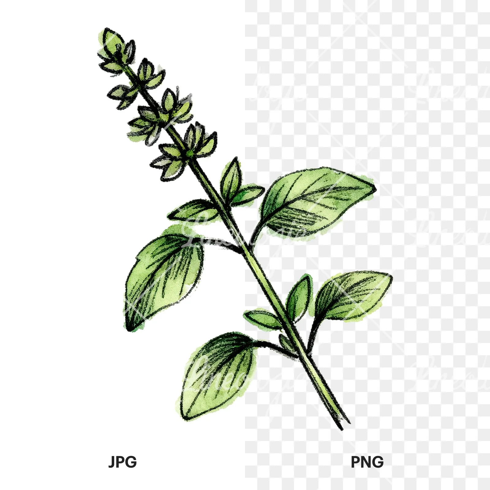 Watercolor basil leaf clipart 5 of 9, as a JPG on white and a transparent PNG