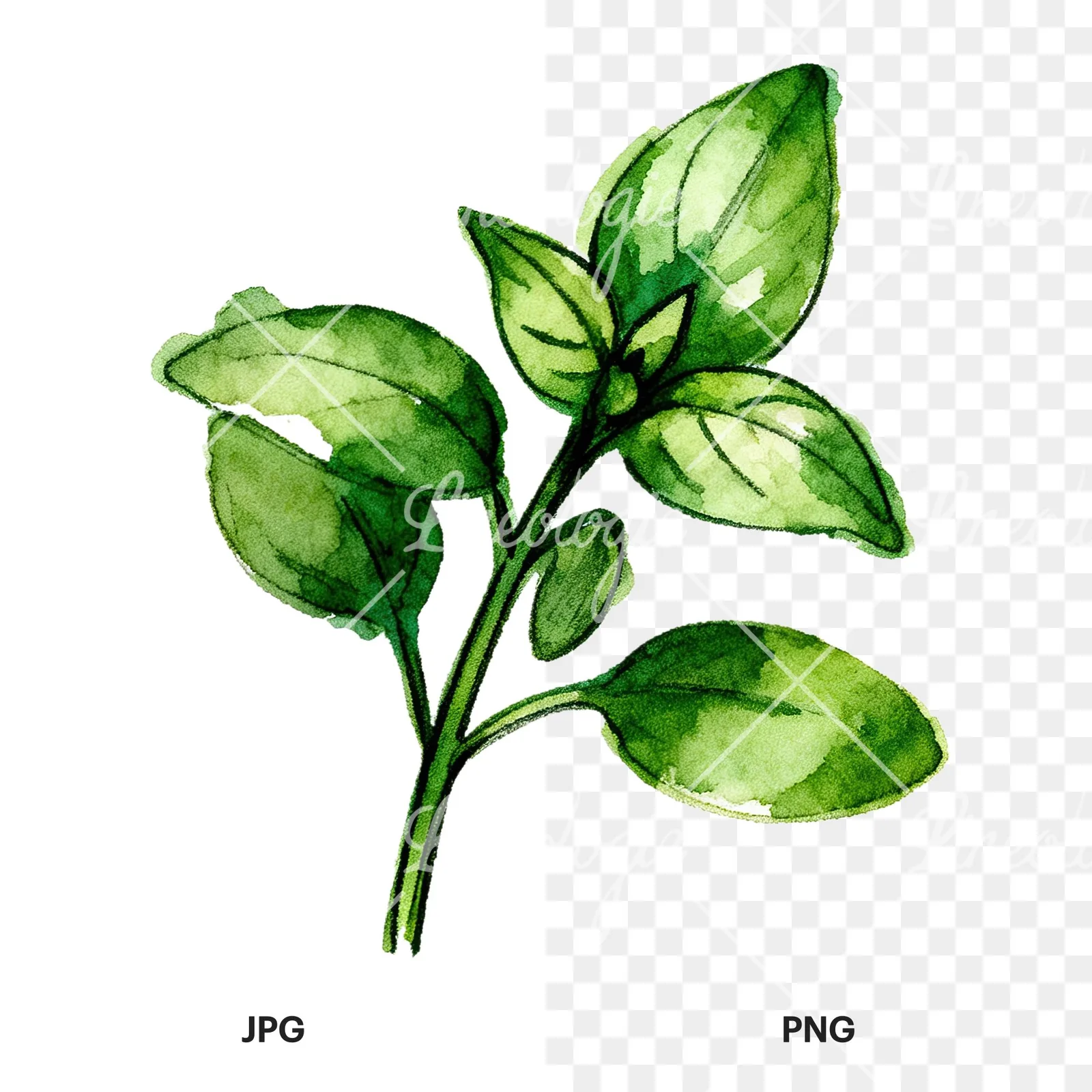 Watercolor basil leaf clipart 6 of 9, as a JPG on white and a transparent PNG