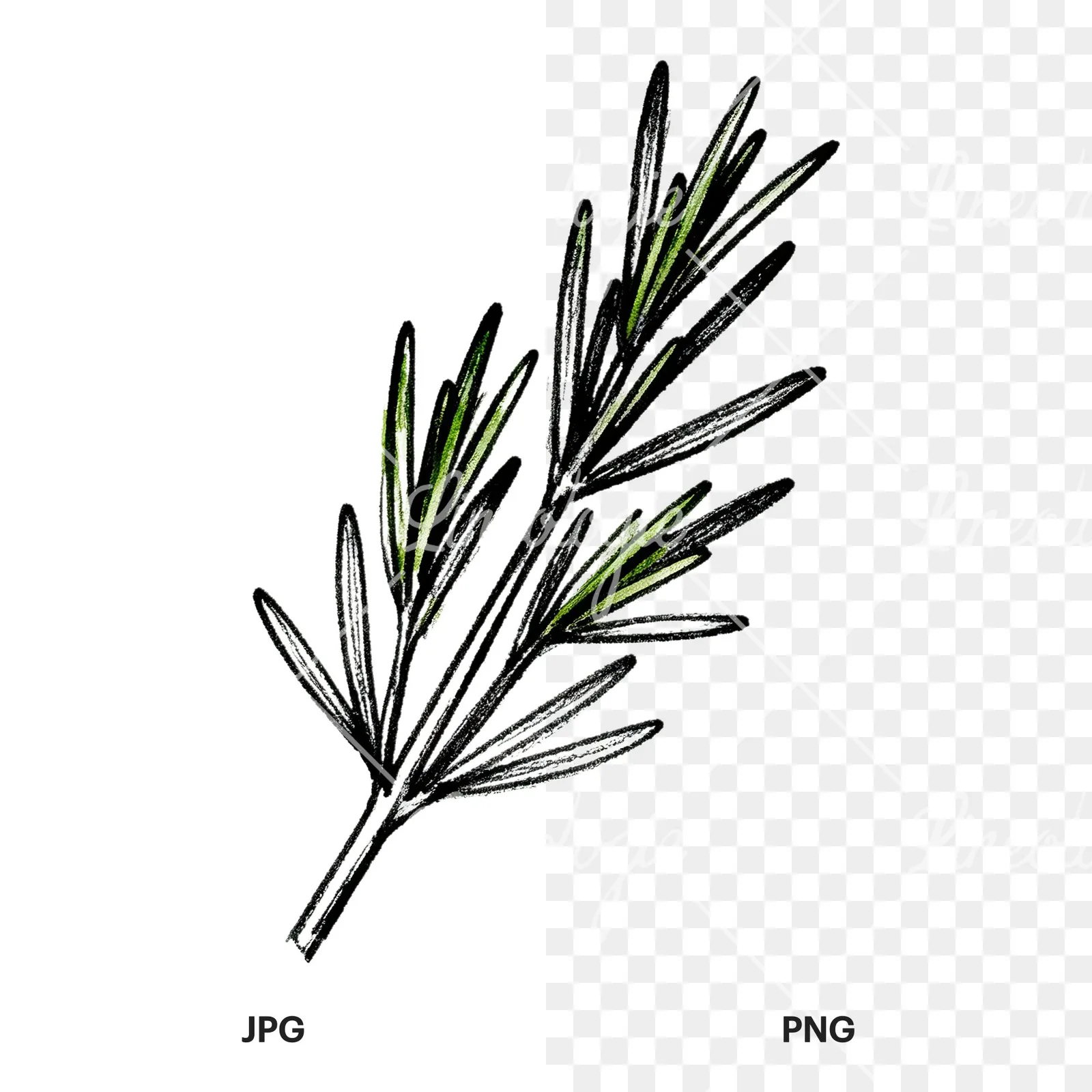 Watercolor basil leaf clipart 7 of 9, as a JPG on white and a transparent PNG