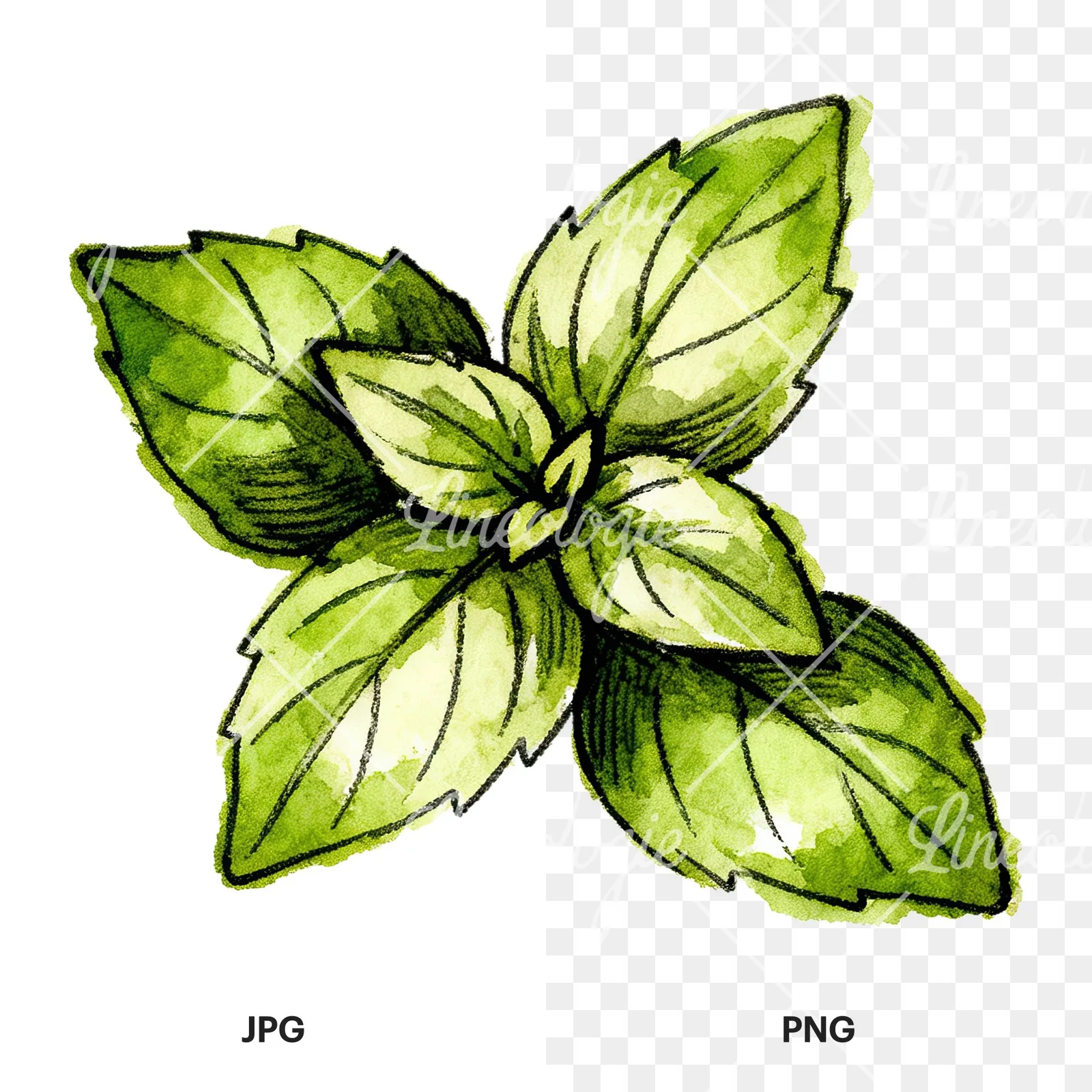 Watercolor basil leaf clipart 8 of 9, as a JPG on white and a transparent PNG