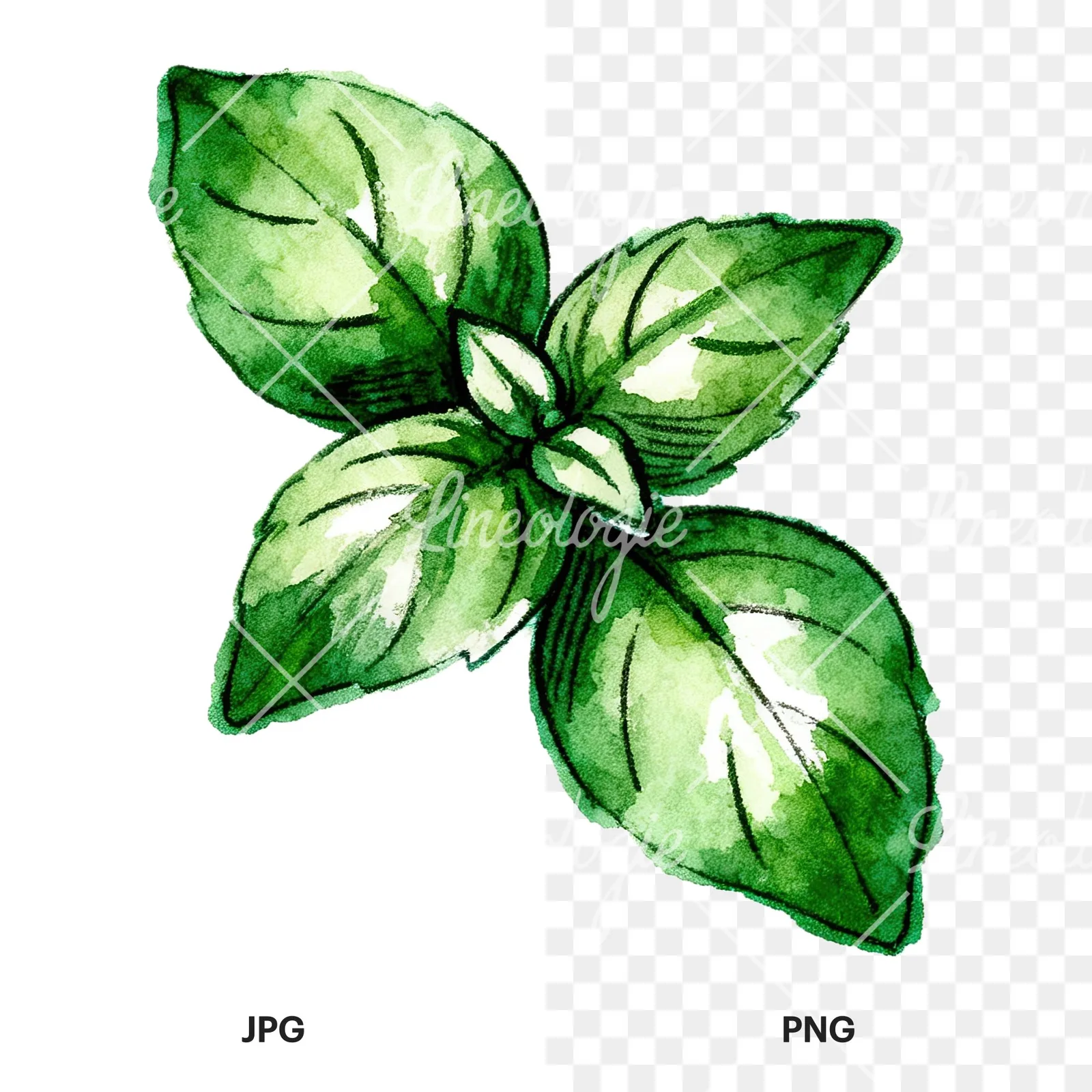 Watercolor basil leaf clipart 9 of 9, as a JPG on white and a transparent PNG