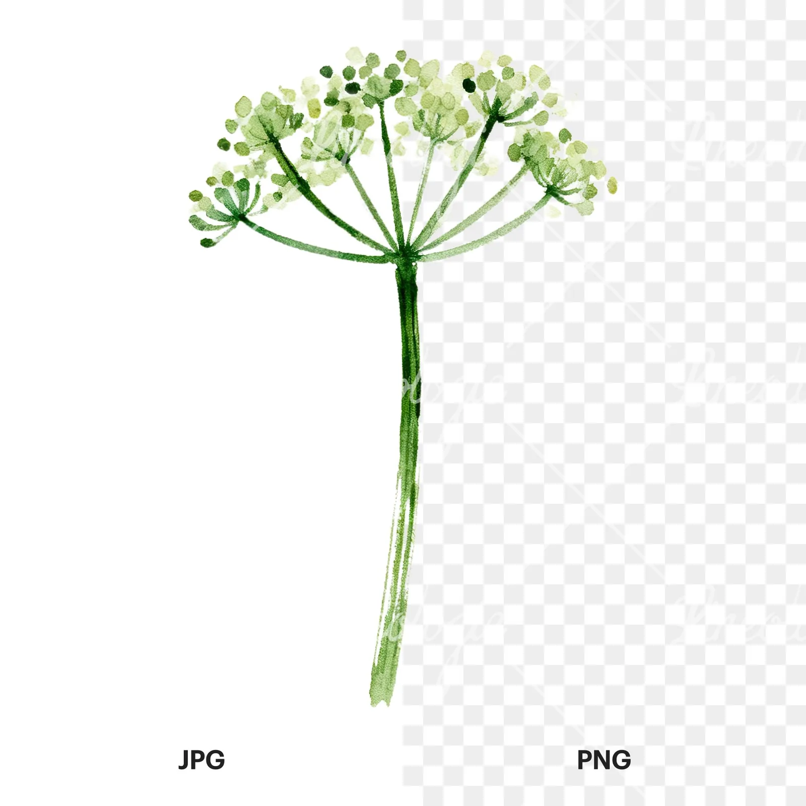 Watercolor dill clipart 1 of 9, as a JPG on white and a transparent PNG