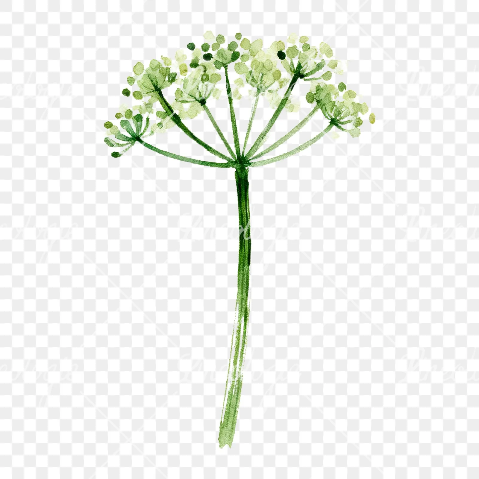 Watercolor dill clipart 1 of 9 on a transparent background (PNG)