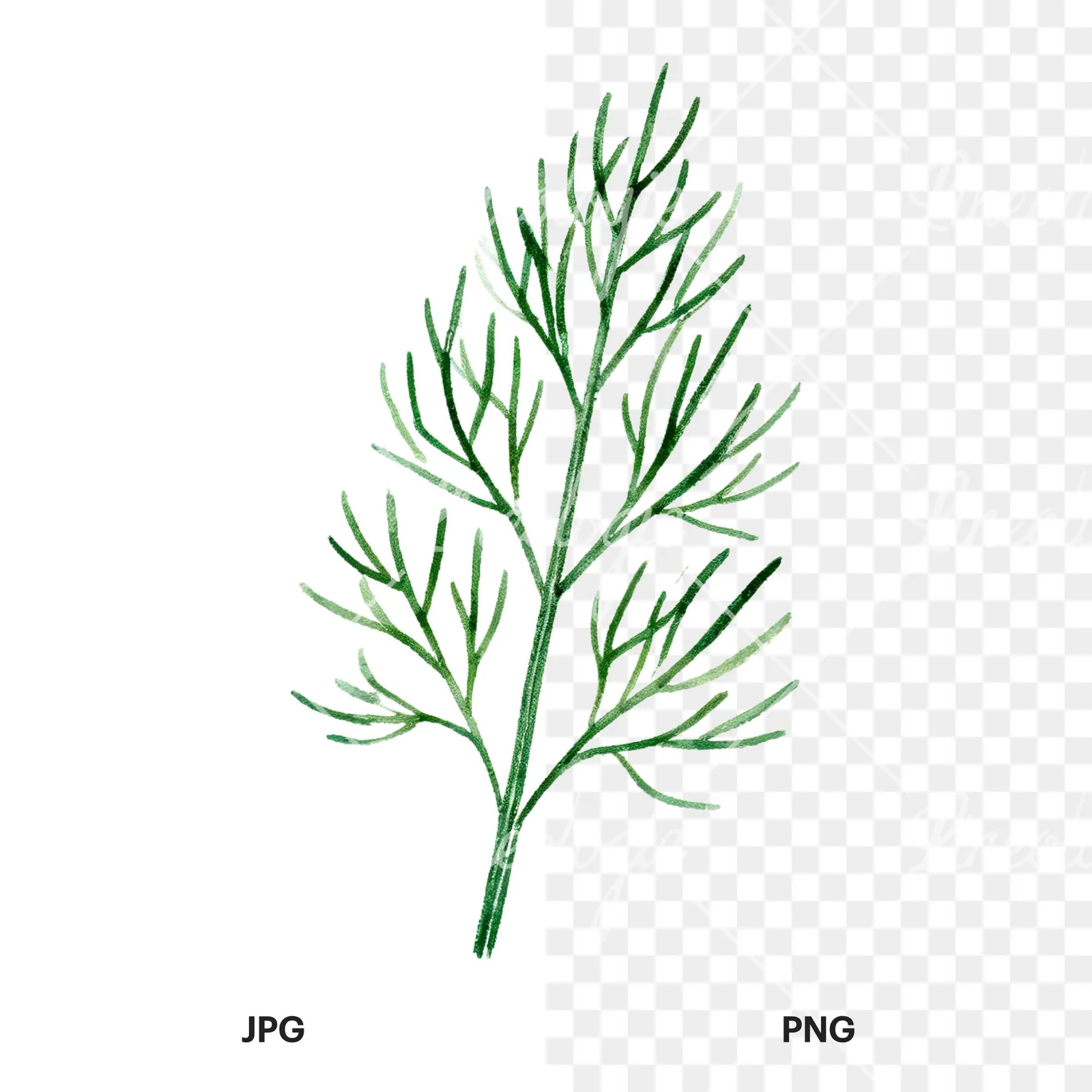 Watercolor dill clipart 2 of 9, as a JPG on white and a transparent PNG