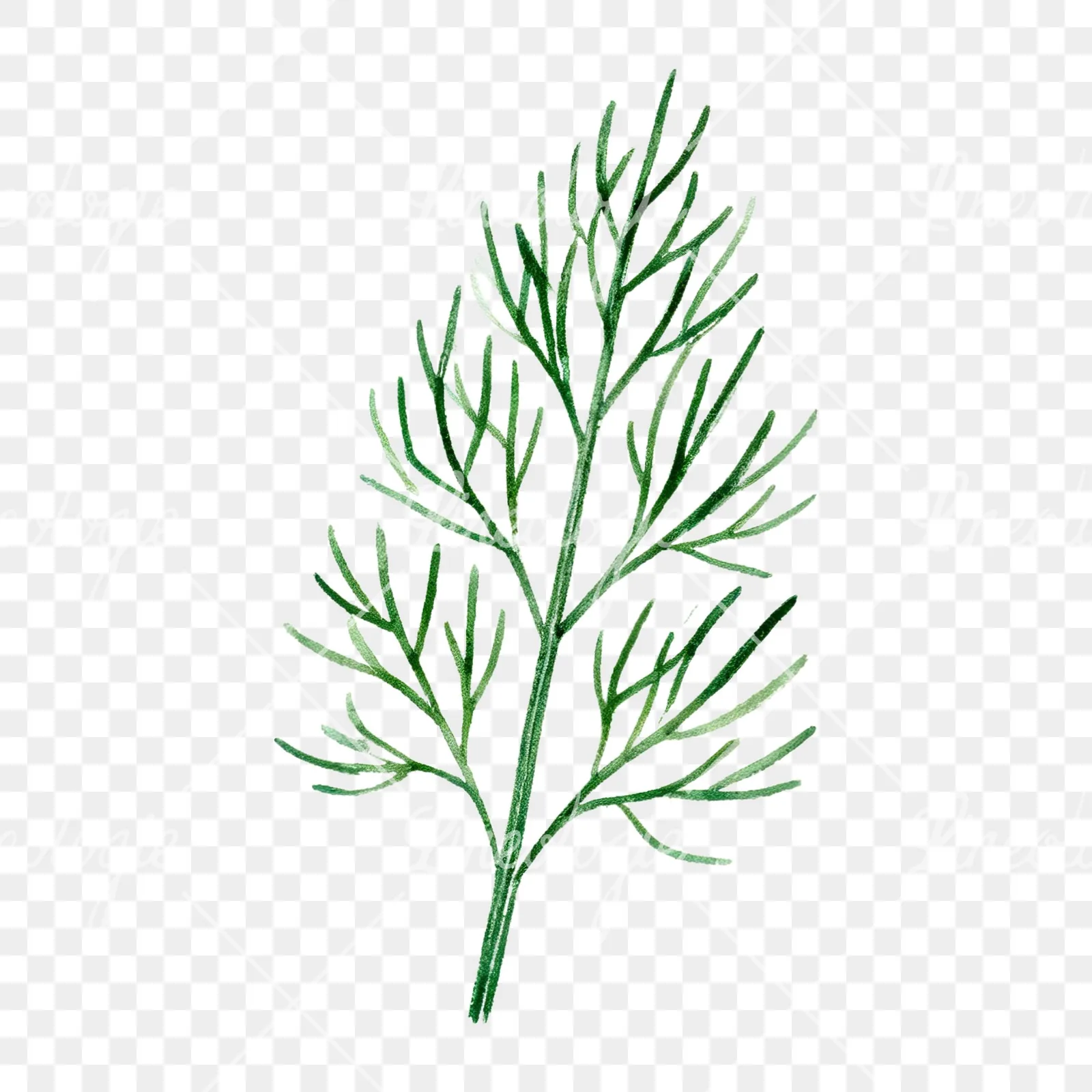 Watercolor dill clipart 2 of 9 on a transparent background (PNG)