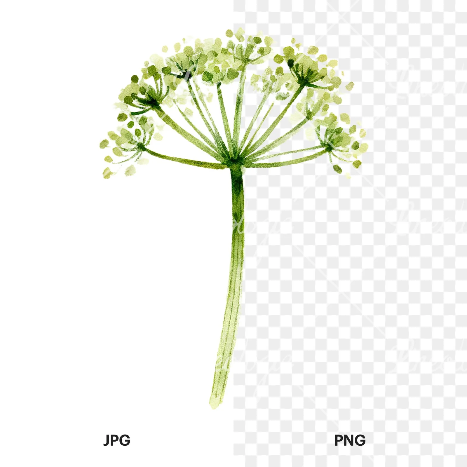 Watercolor dill clipart 3 of 9, as a JPG on white and a transparent PNG