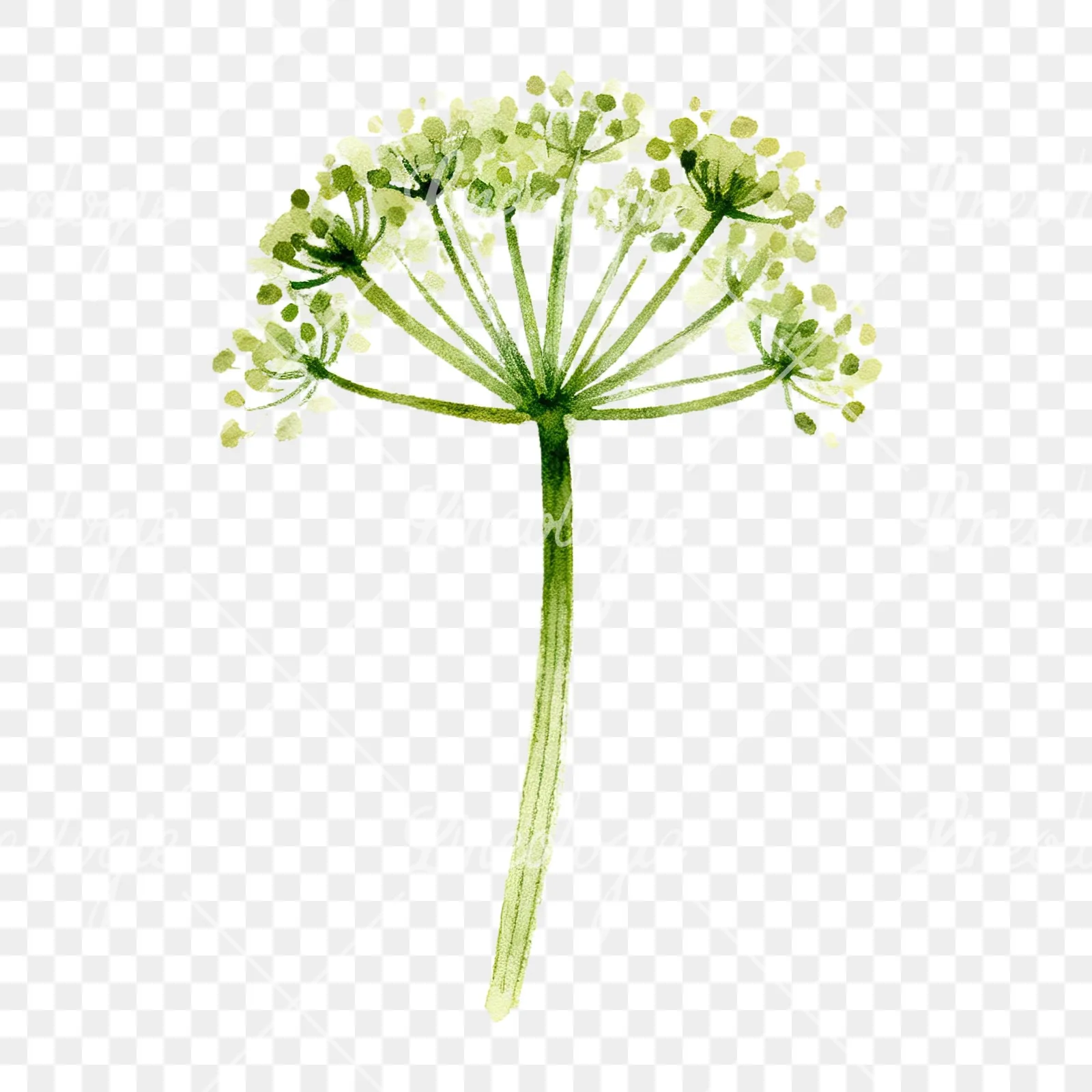 Watercolor dill clipart 3 of 9 on a transparent background (PNG)