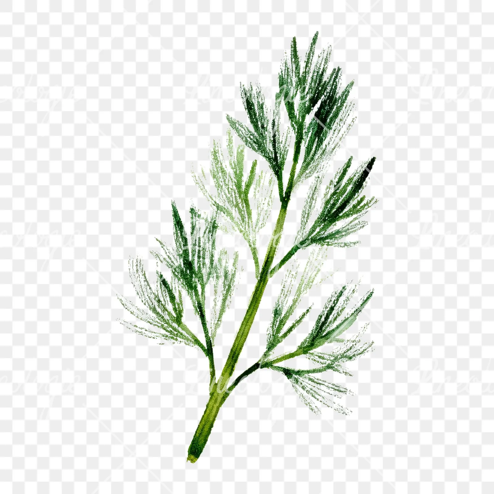 Watercolor dill clipart 4 of 9 on a transparent background (PNG)