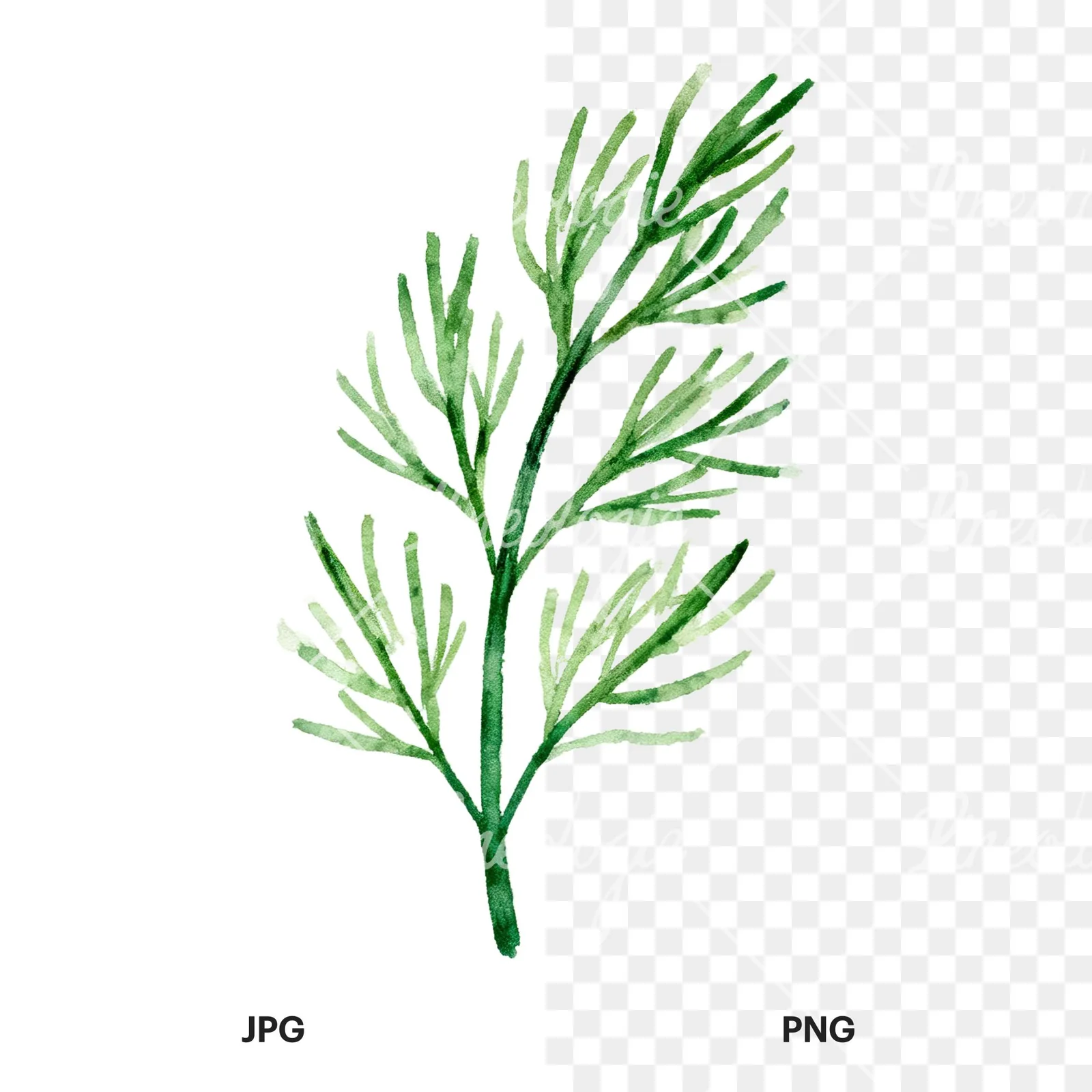 Watercolor dill clipart 5 of 9, as a JPG on white and a transparent PNG