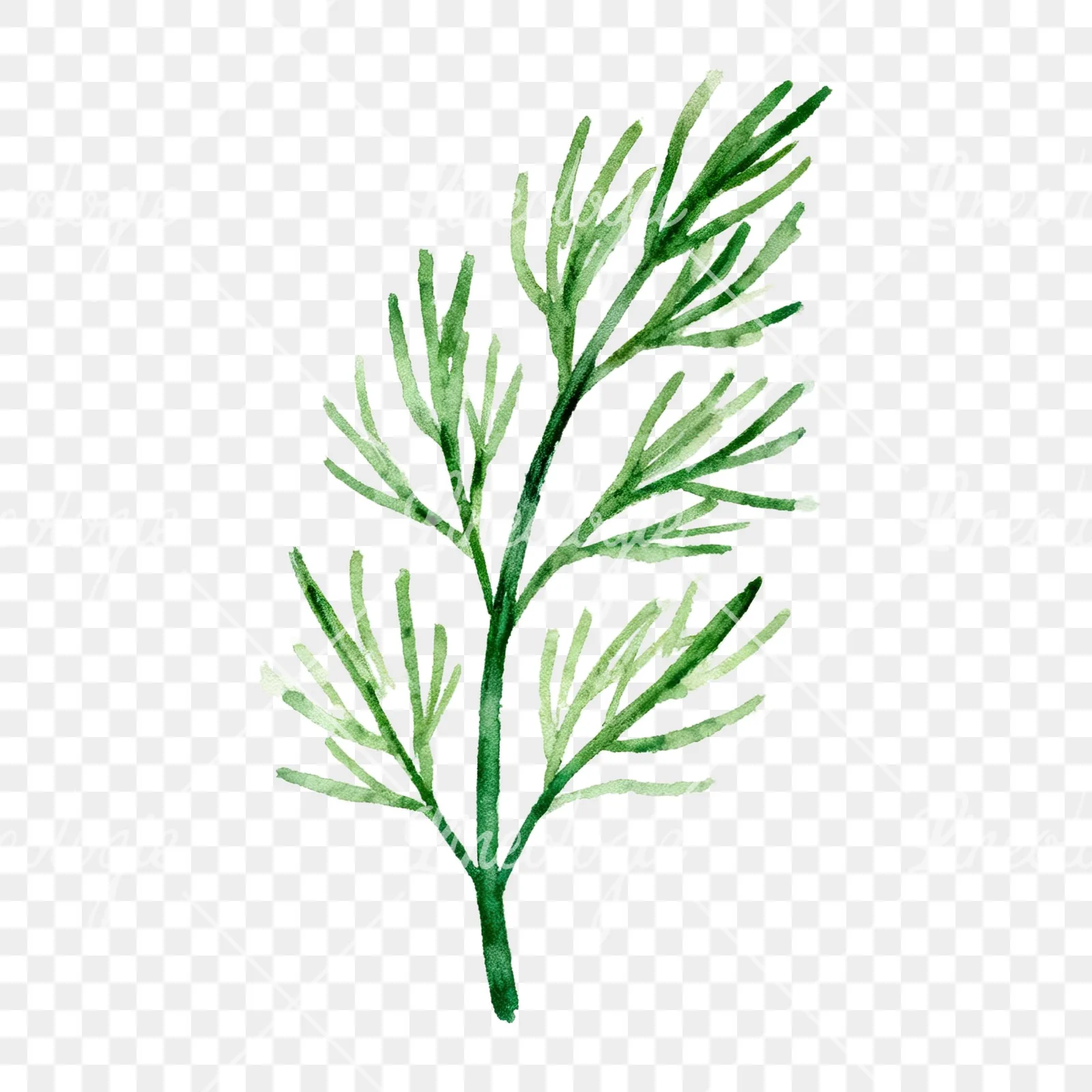 Watercolor dill clipart 5 of 9 on a transparent background (PNG)