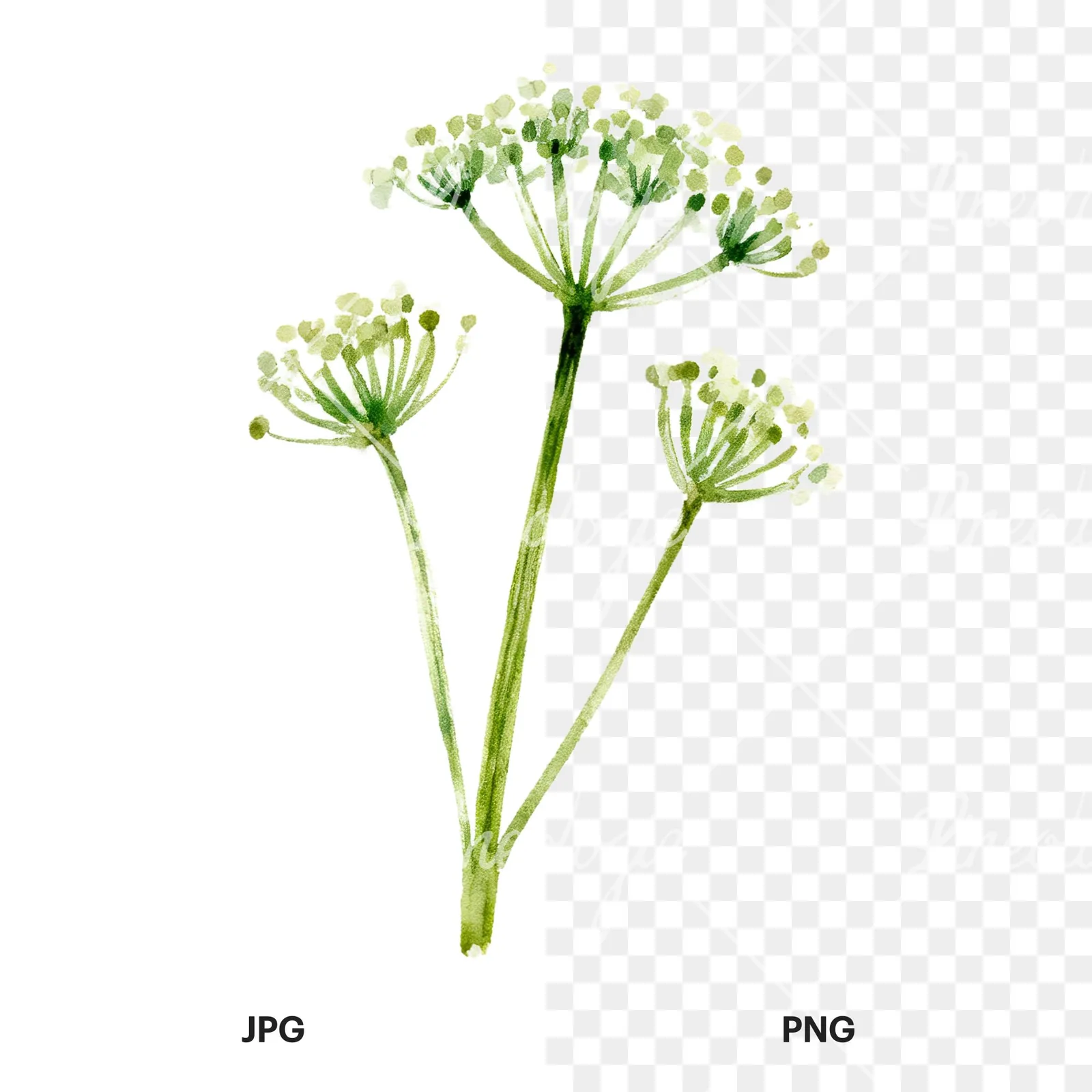 Watercolor dill clipart 6 of 9, as a JPG on white and a transparent PNG