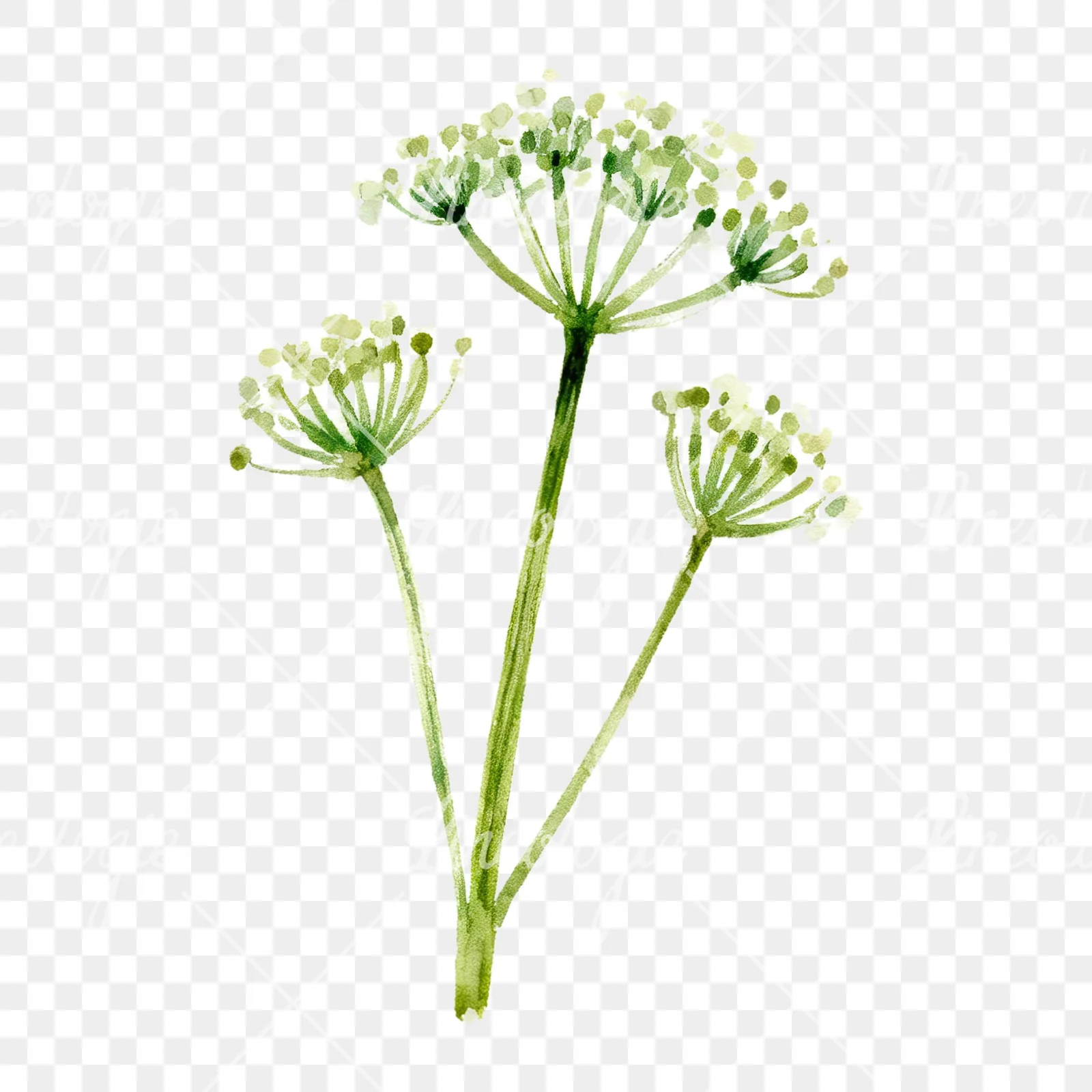 Watercolor dill clipart 6 of 9 on a transparent background (PNG)