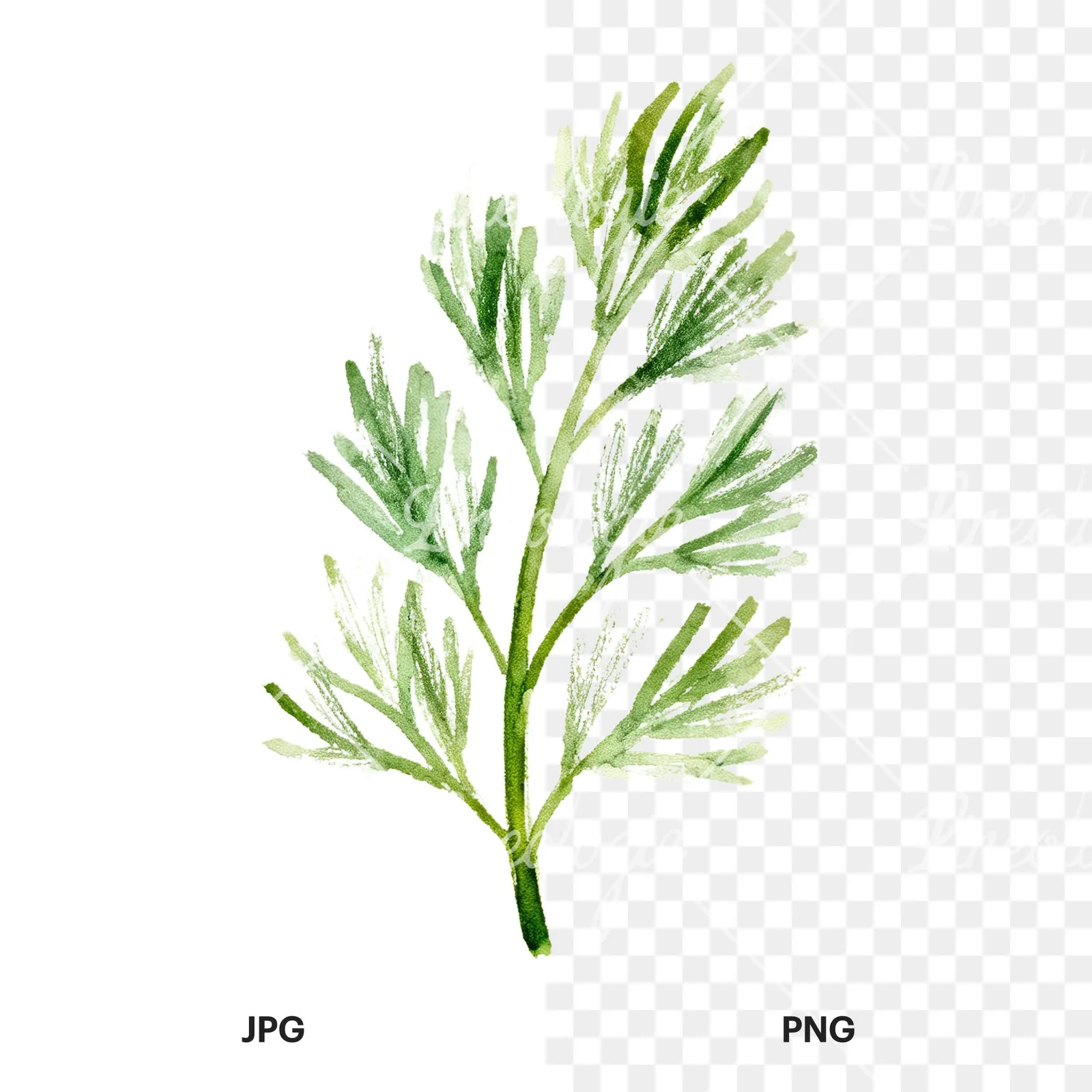 Watercolor dill clipart 7 of 9, as a JPG on white and a transparent PNG
