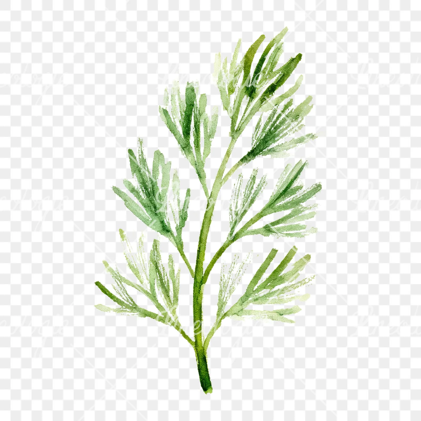 Watercolor dill clipart 7 of 9 on a transparent background (PNG)