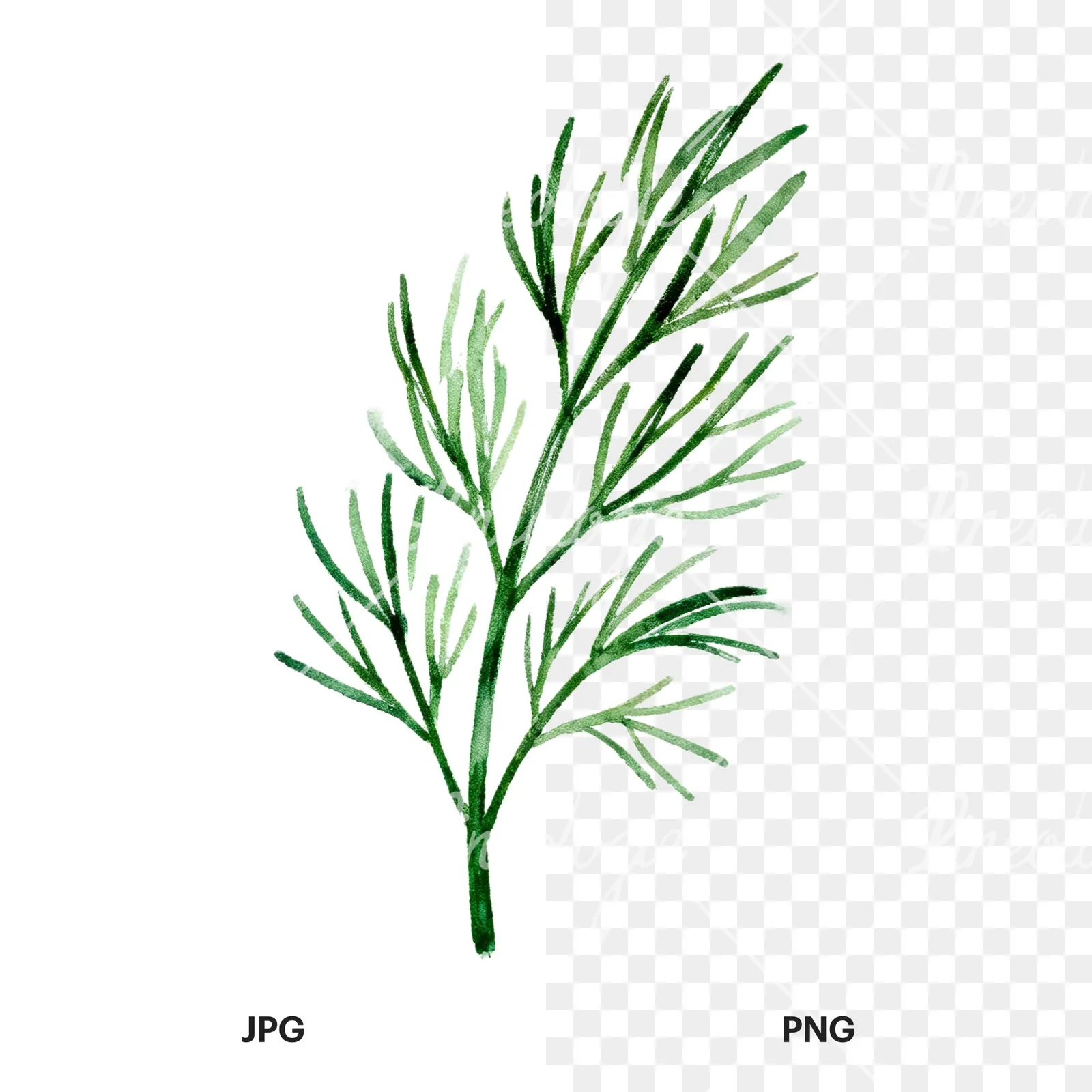 Watercolor dill clipart 8 of 9, as a JPG on white and a transparent PNG
