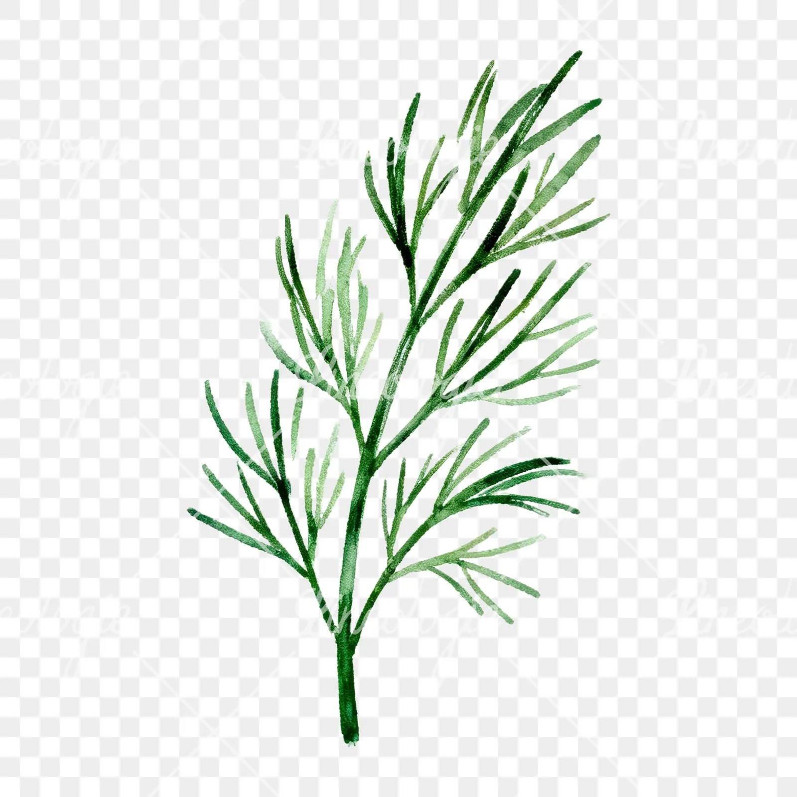 Watercolor dill clipart 8 of 9 on a transparent background (PNG)