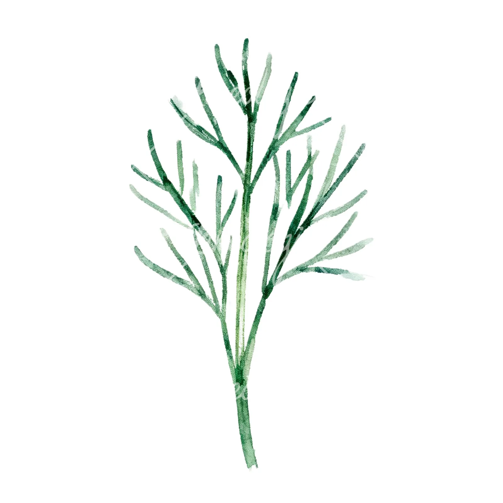 Watercolor dill clipart 9 of 9 on a white background (JPG)