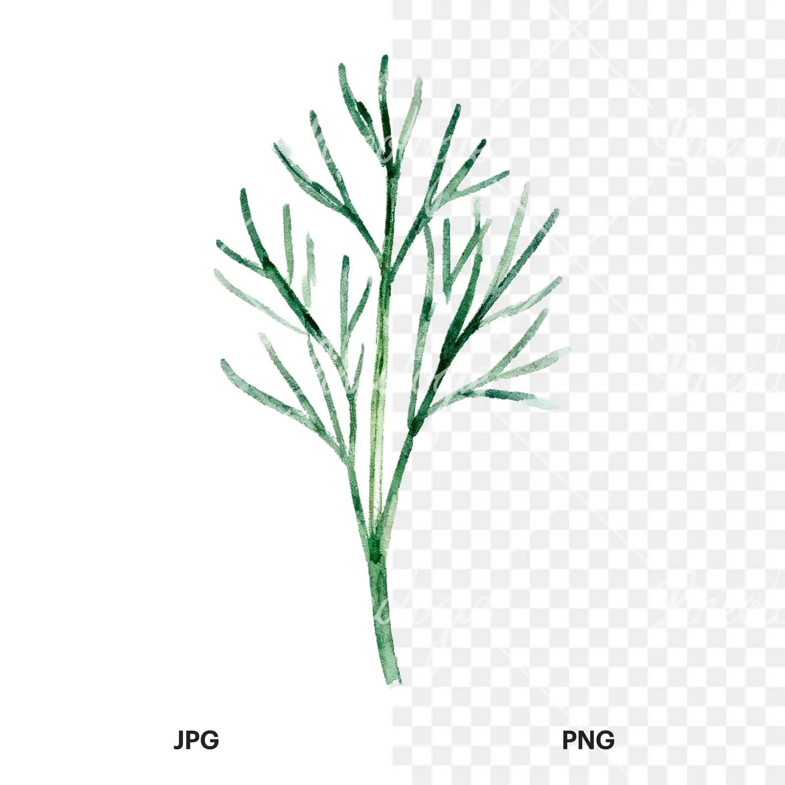 Watercolor dill clipart 9 of 9, as a JPG on white and a transparent PNG
