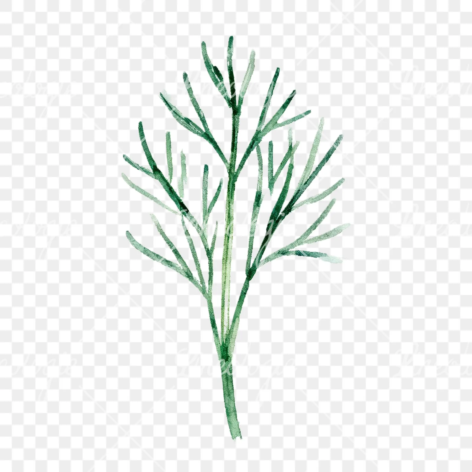 Watercolor dill clipart 9 of 9 on a transparent background (PNG)