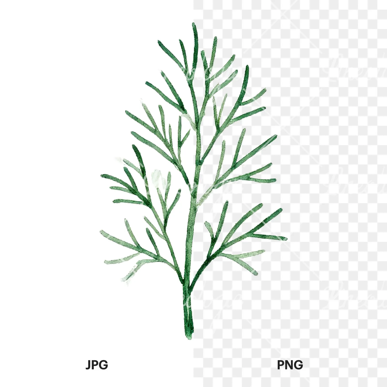 Watercolor dill sprig clipart 1 of 9, as a JPG on white and a transparent PNG