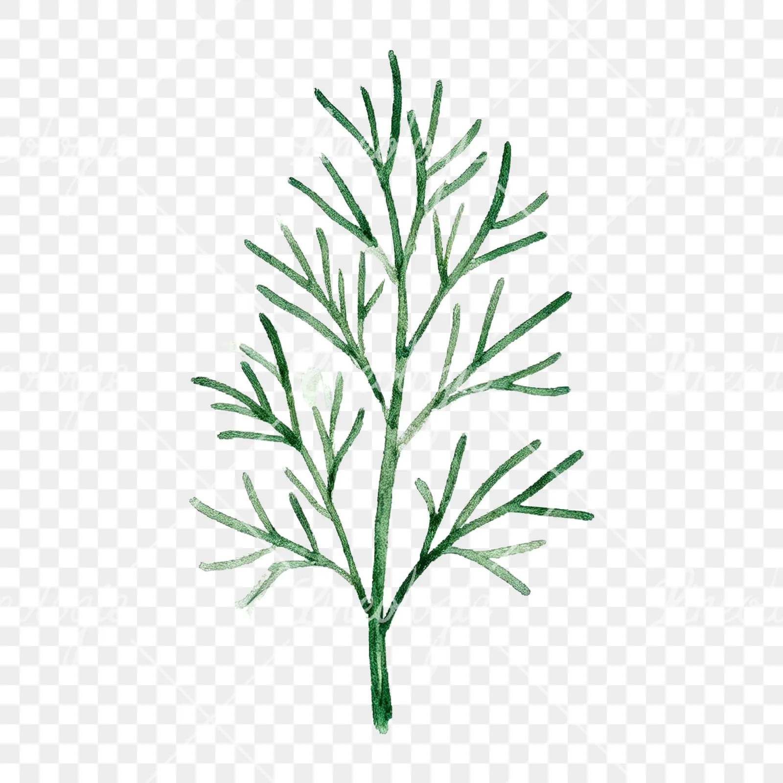 Watercolor dill sprig clipart 1 of 9 on a transparent background (PNG)