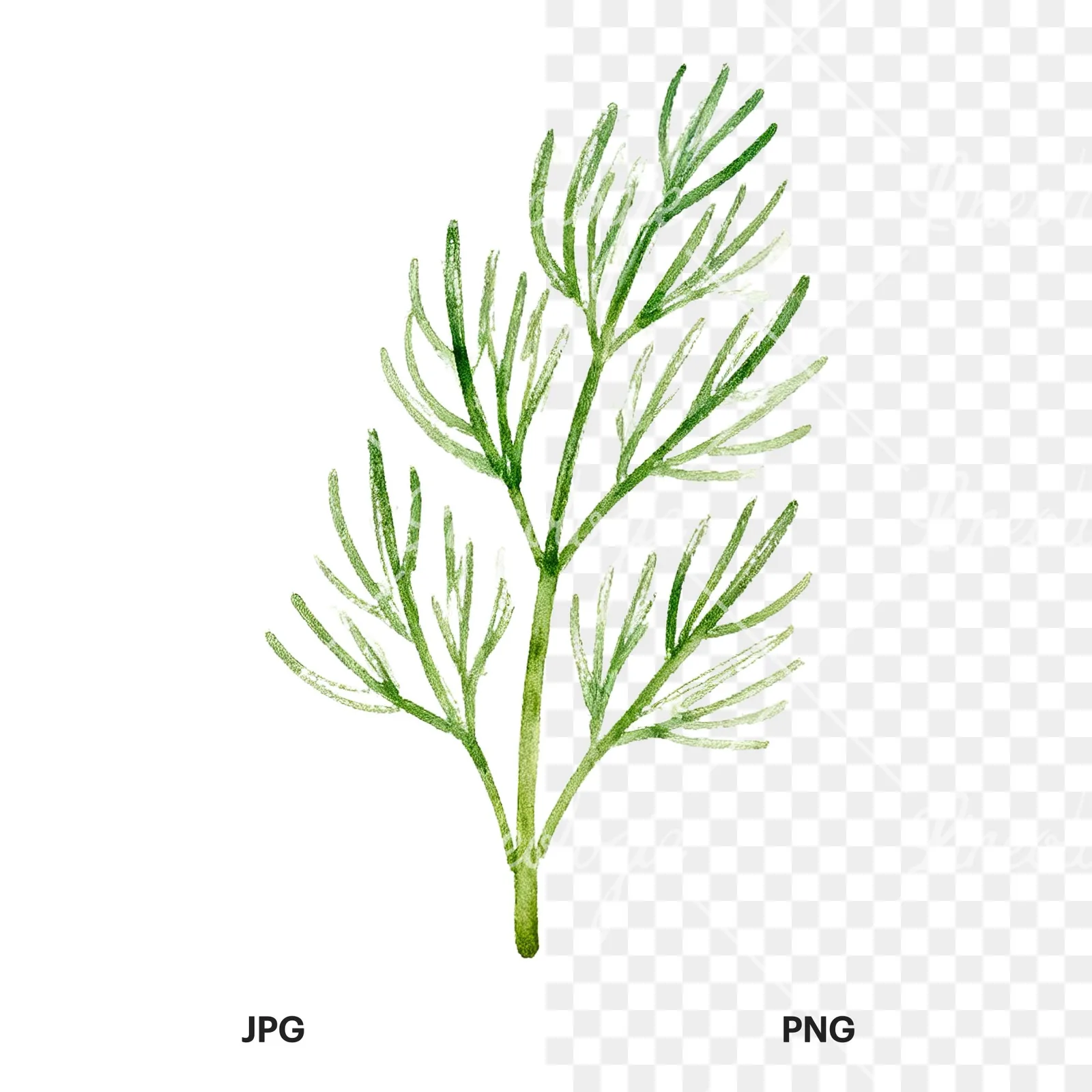 Watercolor dill sprig clipart 2 of 9, as a JPG on white and a transparent PNG