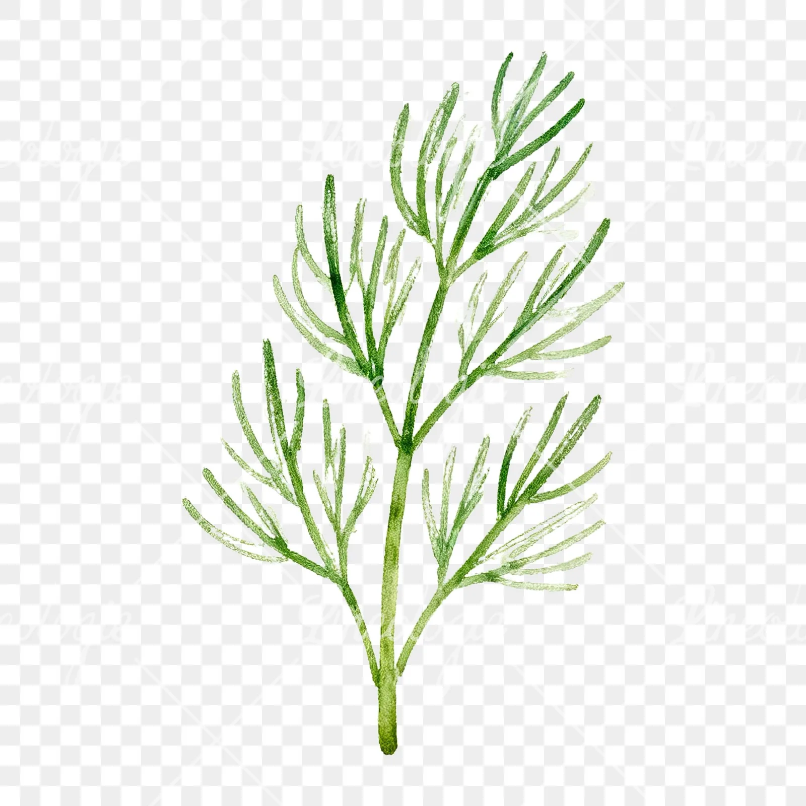 Watercolor dill sprig clipart 2 of 9 on a transparent background (PNG)