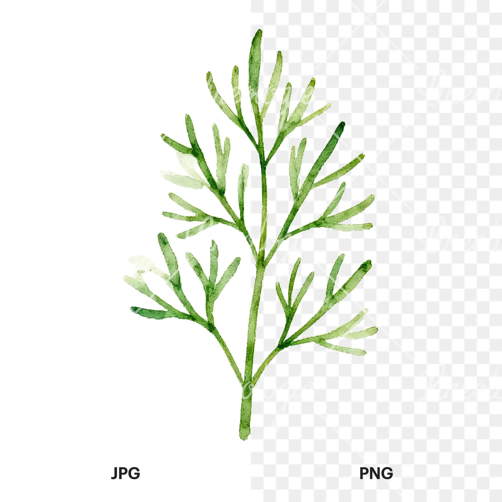 Watercolor dill sprig clipart 3 of 9, as a JPG on white and a transparent PNG