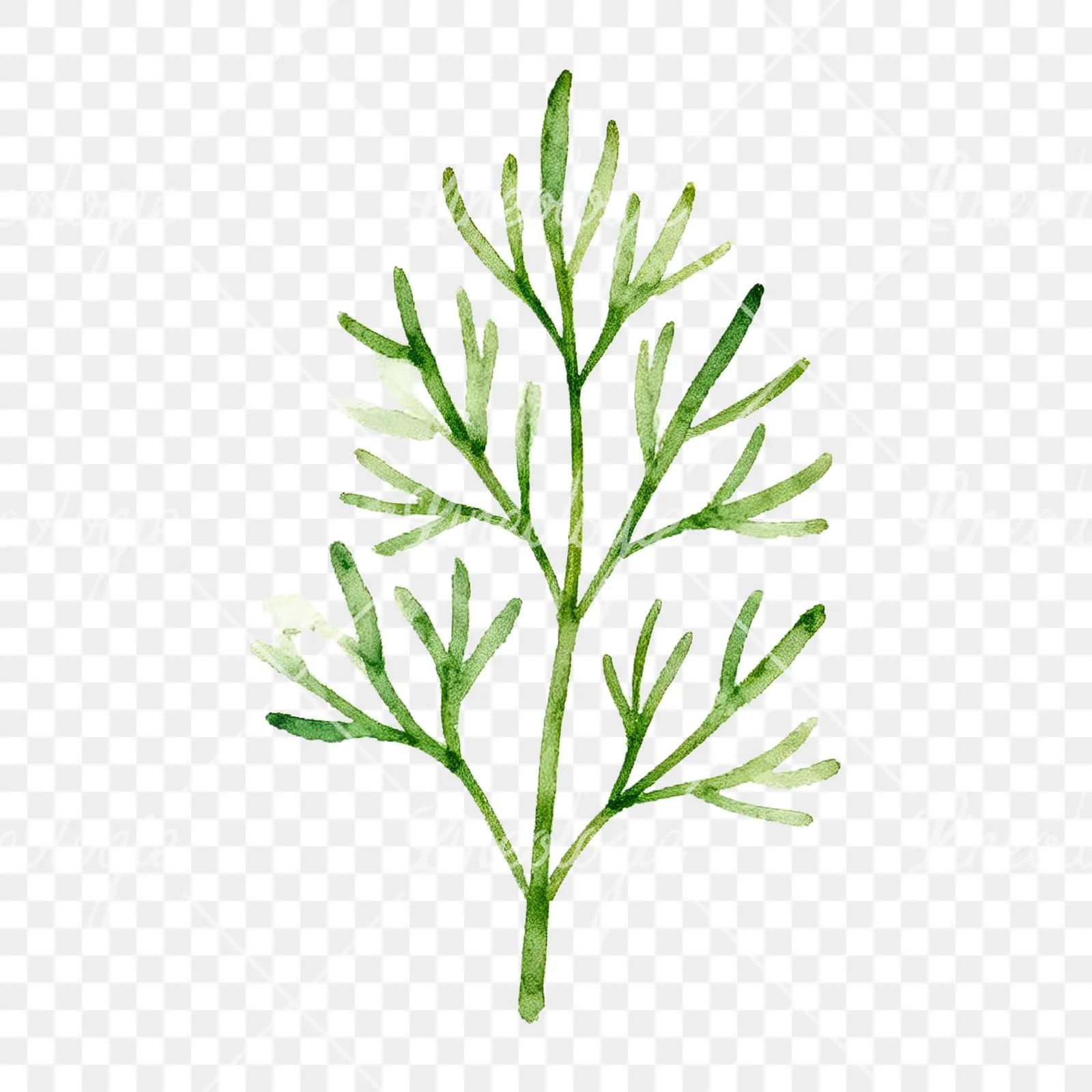 Watercolor dill sprig clipart 3 of 9 on a transparent background (PNG)