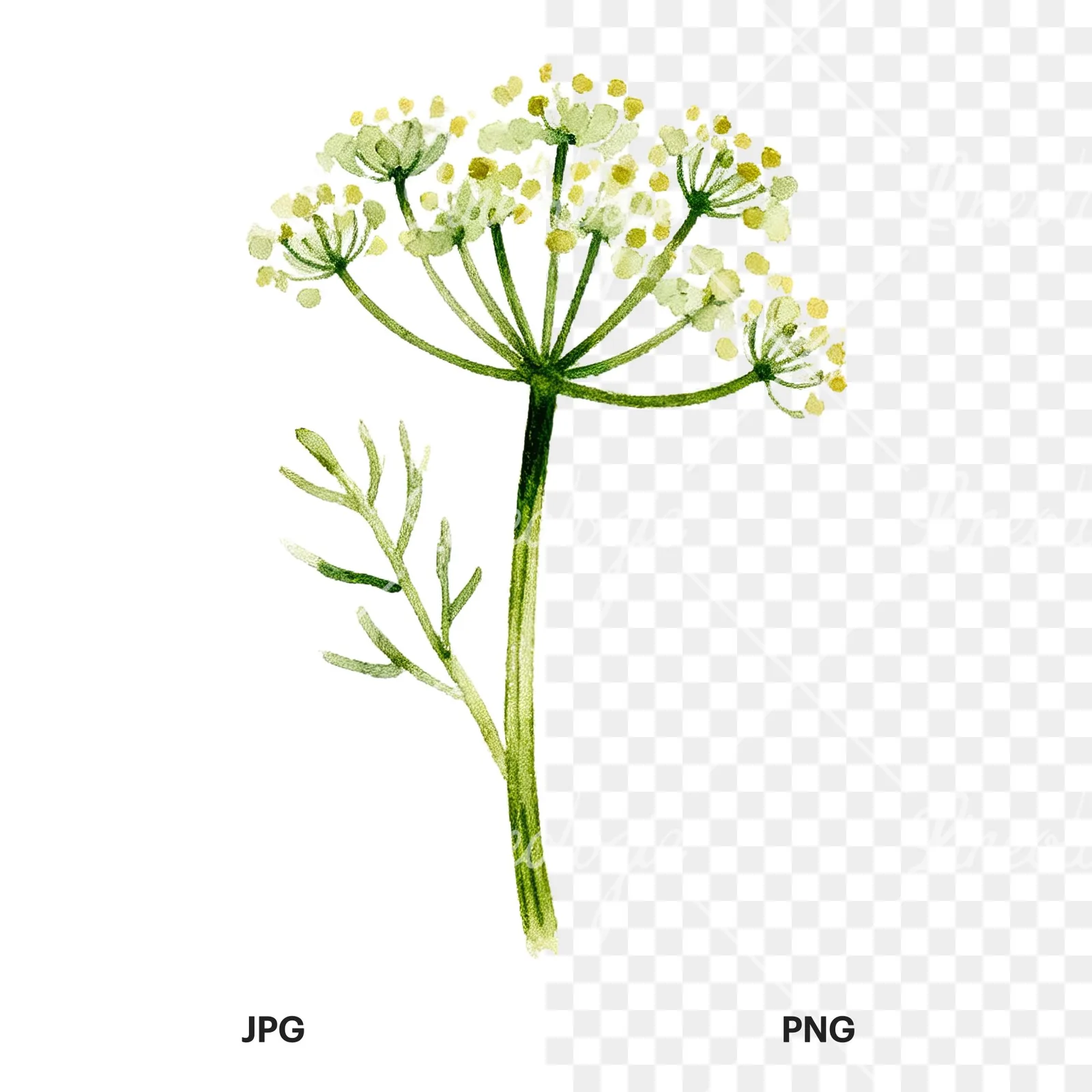 Watercolor dill sprig clipart 4 of 9, as a JPG on white and a transparent PNG