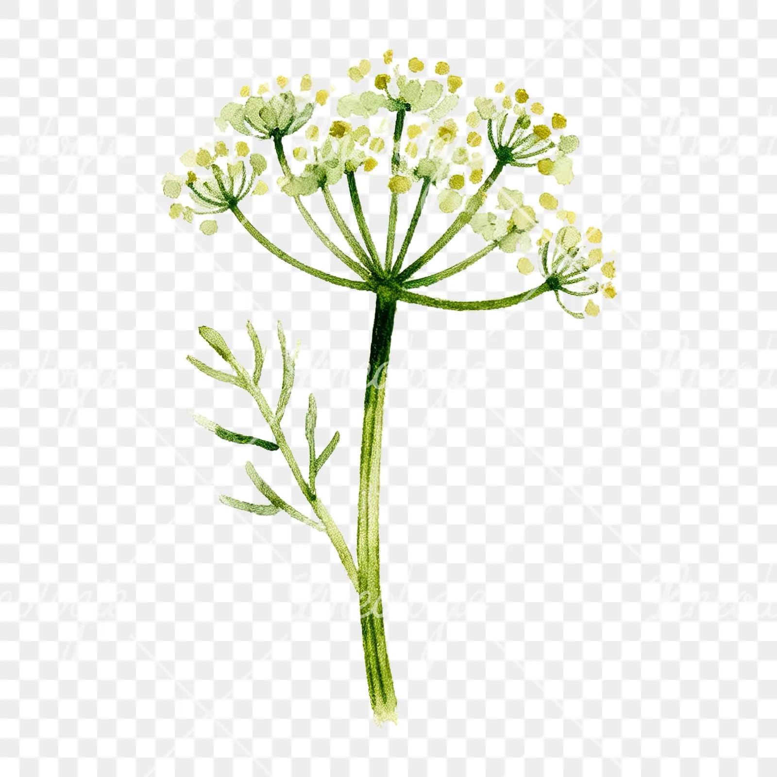 Watercolor dill sprig clipart 4 of 9 on a transparent background (PNG)