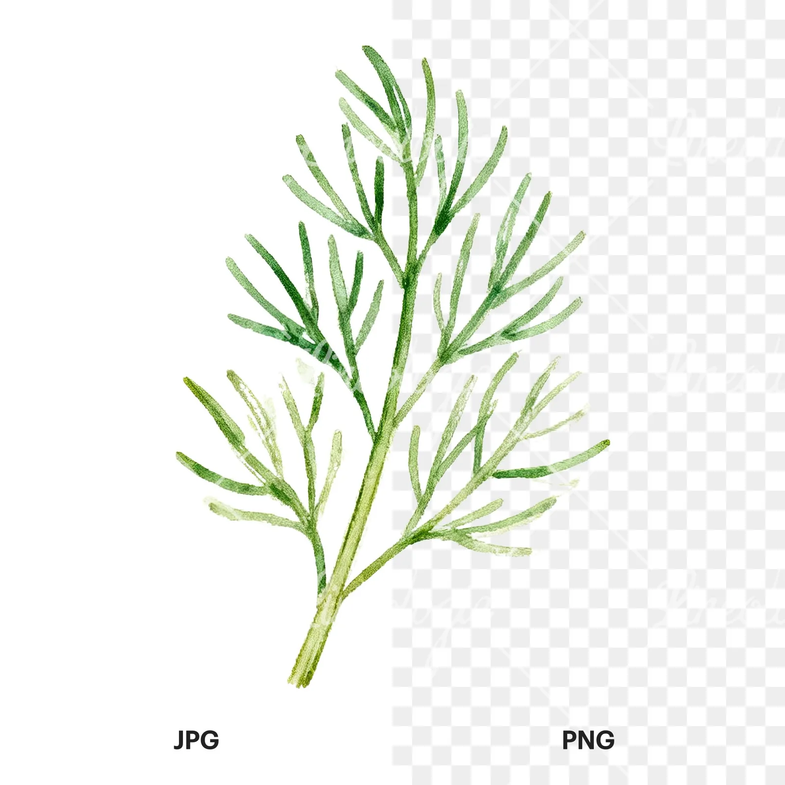Watercolor dill sprig clipart 5 of 9, as a JPG on white and a transparent PNG
