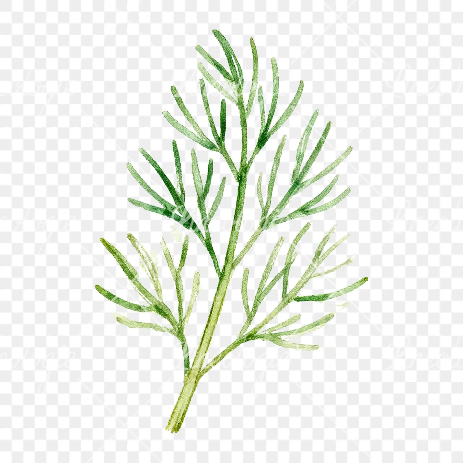 Watercolor dill sprig clipart 5 of 9 on a transparent background (PNG)