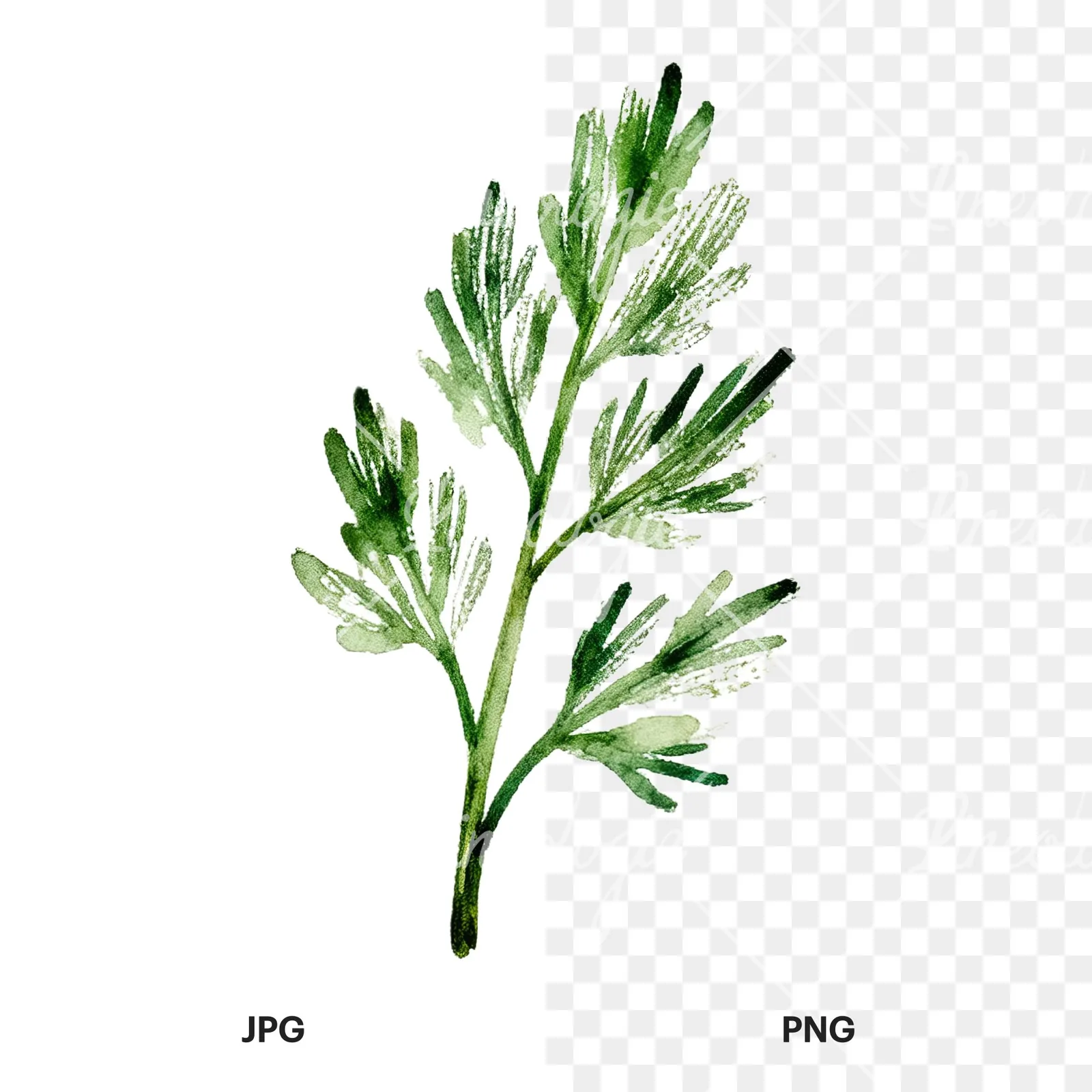 Watercolor dill sprig clipart 6 of 9, as a JPG on white and a transparent PNG