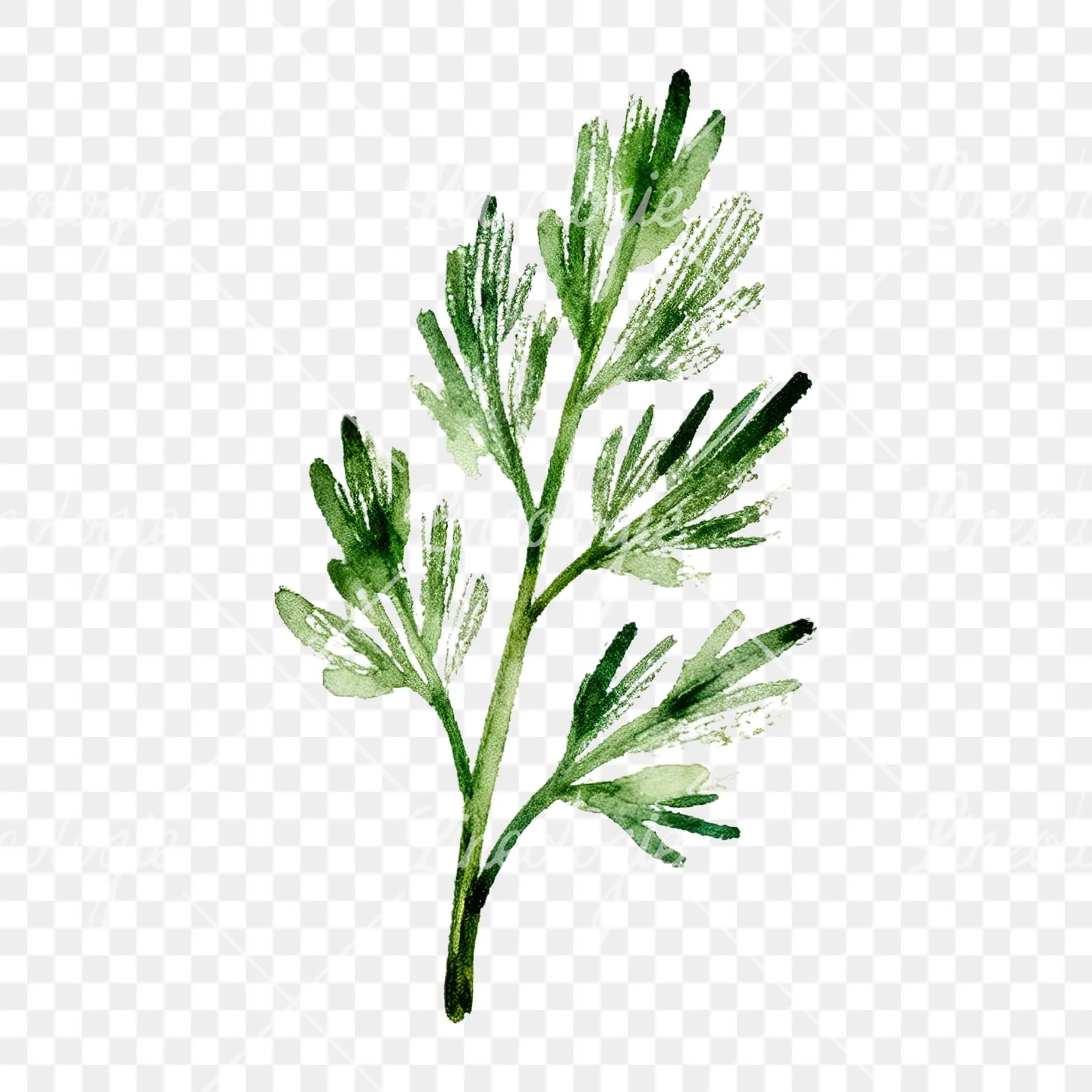 Watercolor dill sprig clipart 6 of 9 on a transparent background (PNG)