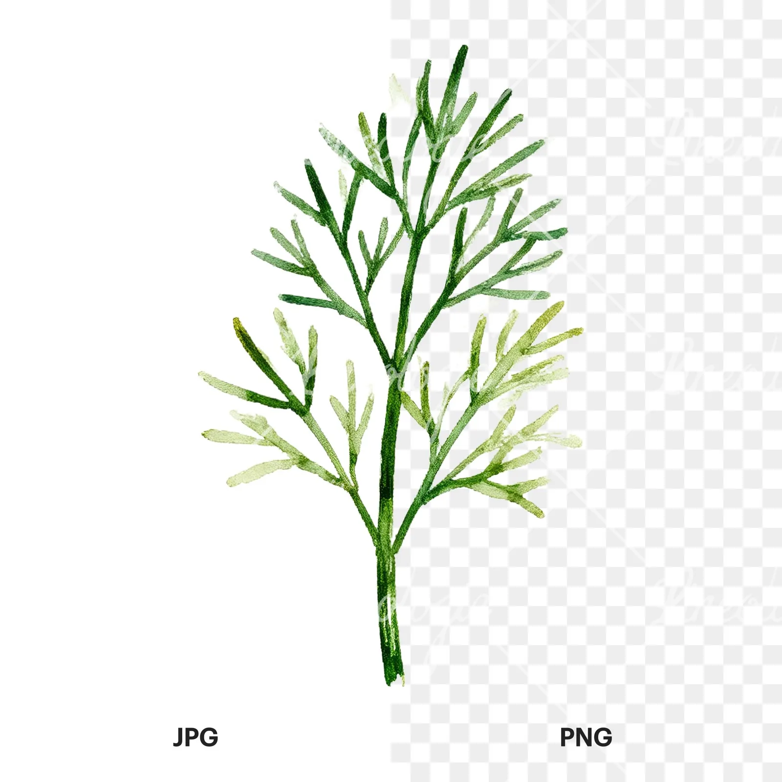 Watercolor dill sprig clipart 7 of 9, as a JPG on white and a transparent PNG