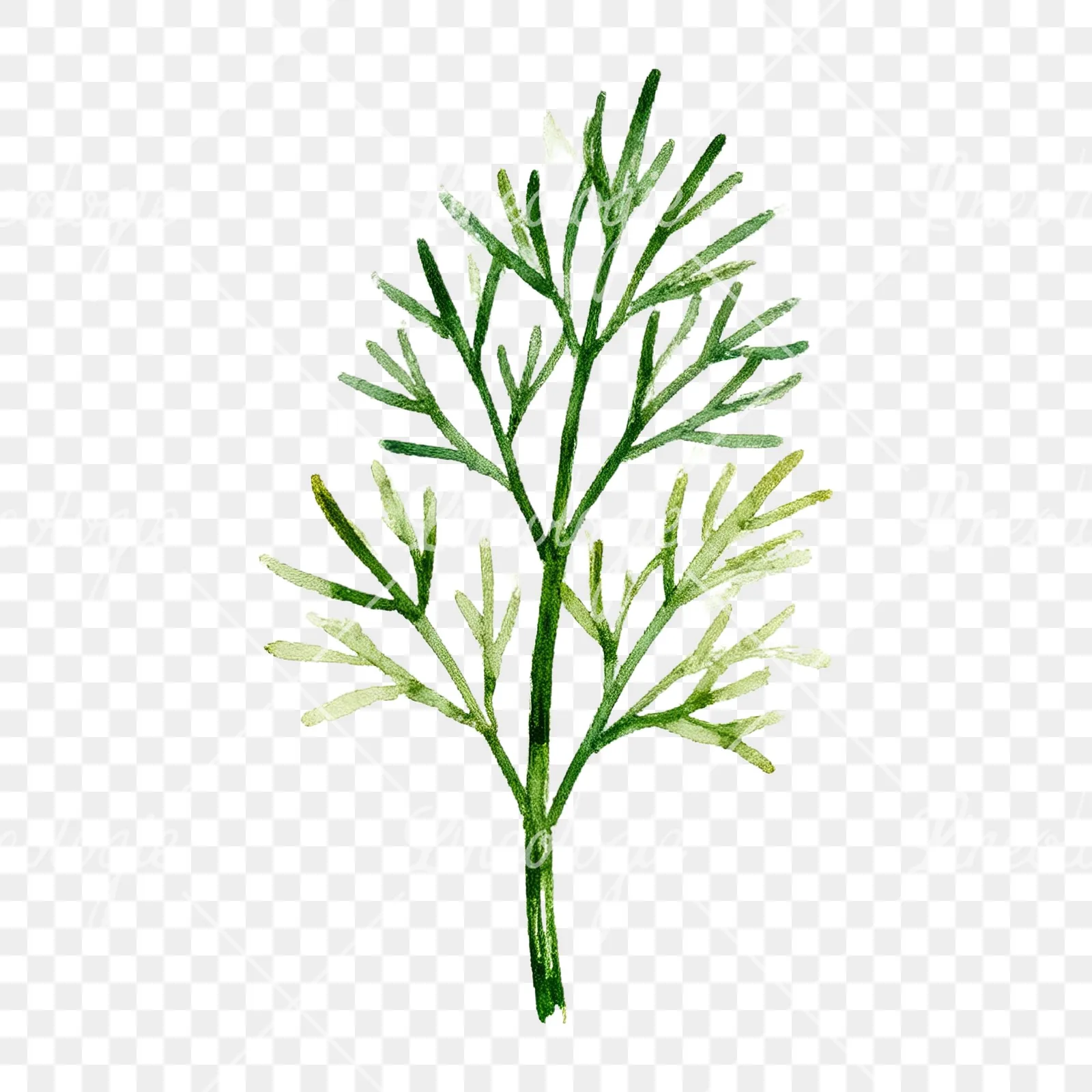 Watercolor dill sprig clipart 7 of 9 on a transparent background (PNG)