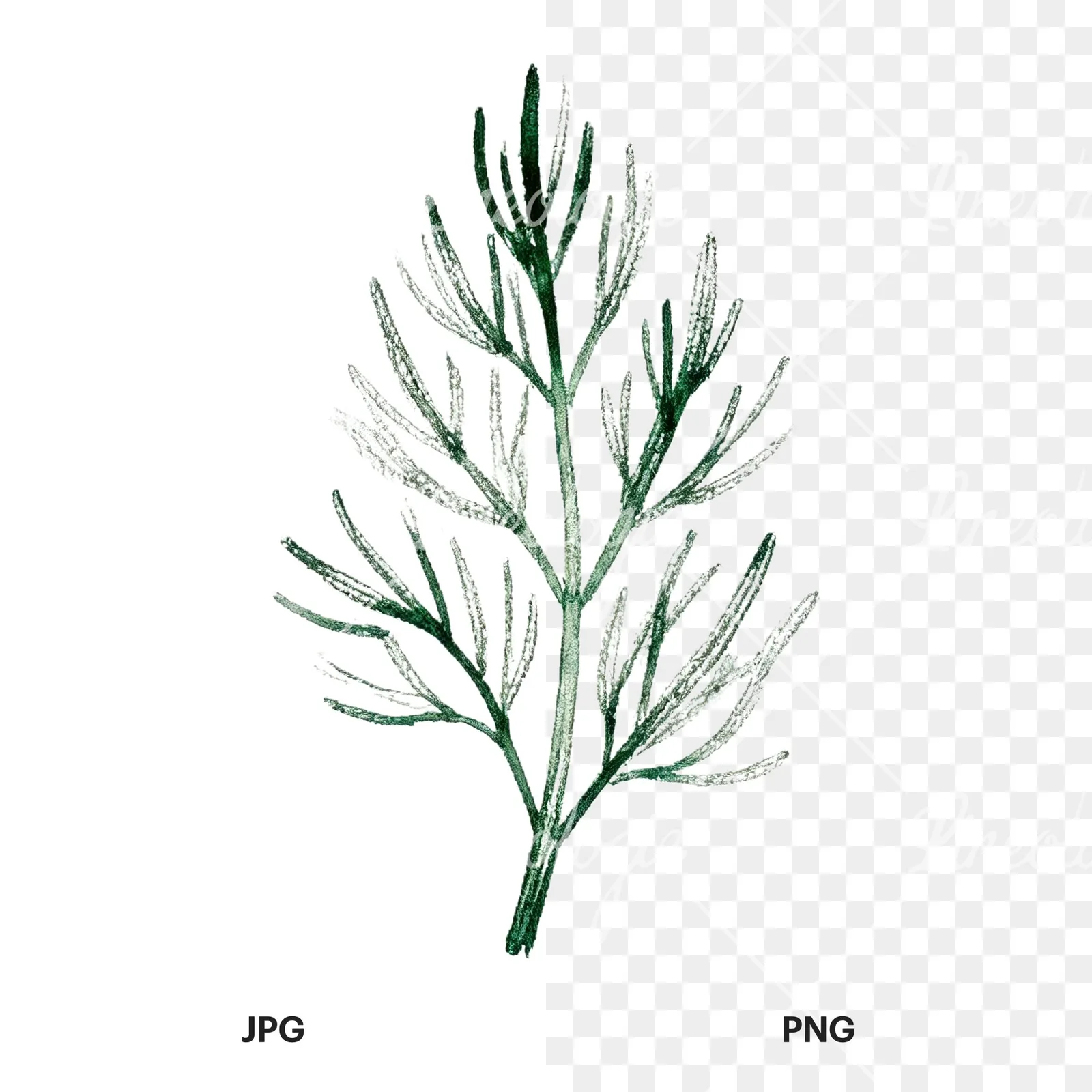 Watercolor dill sprig clipart 8 of 9, as a JPG on white and a transparent PNG