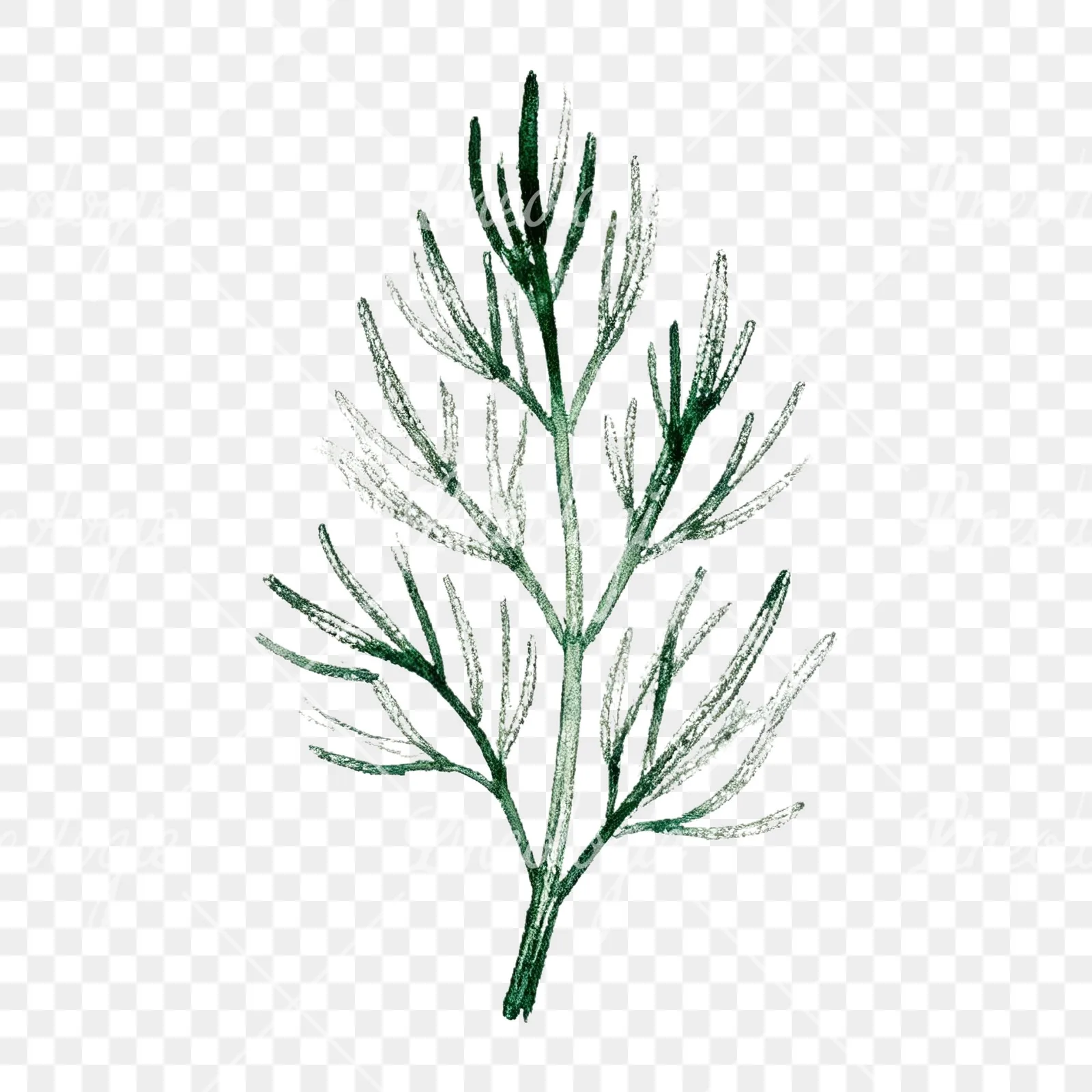 Watercolor dill sprig clipart 8 of 9 on a transparent background (PNG)