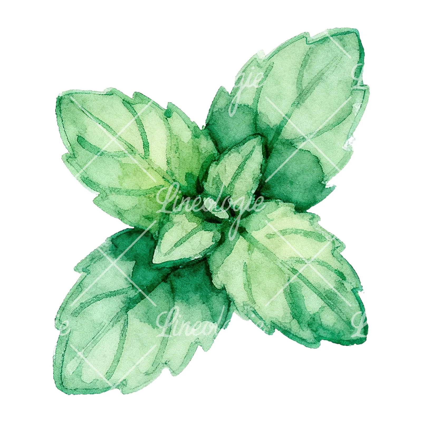 Watercolor mint leaf sprig clipart 1 of 9 on a white background (JPG)