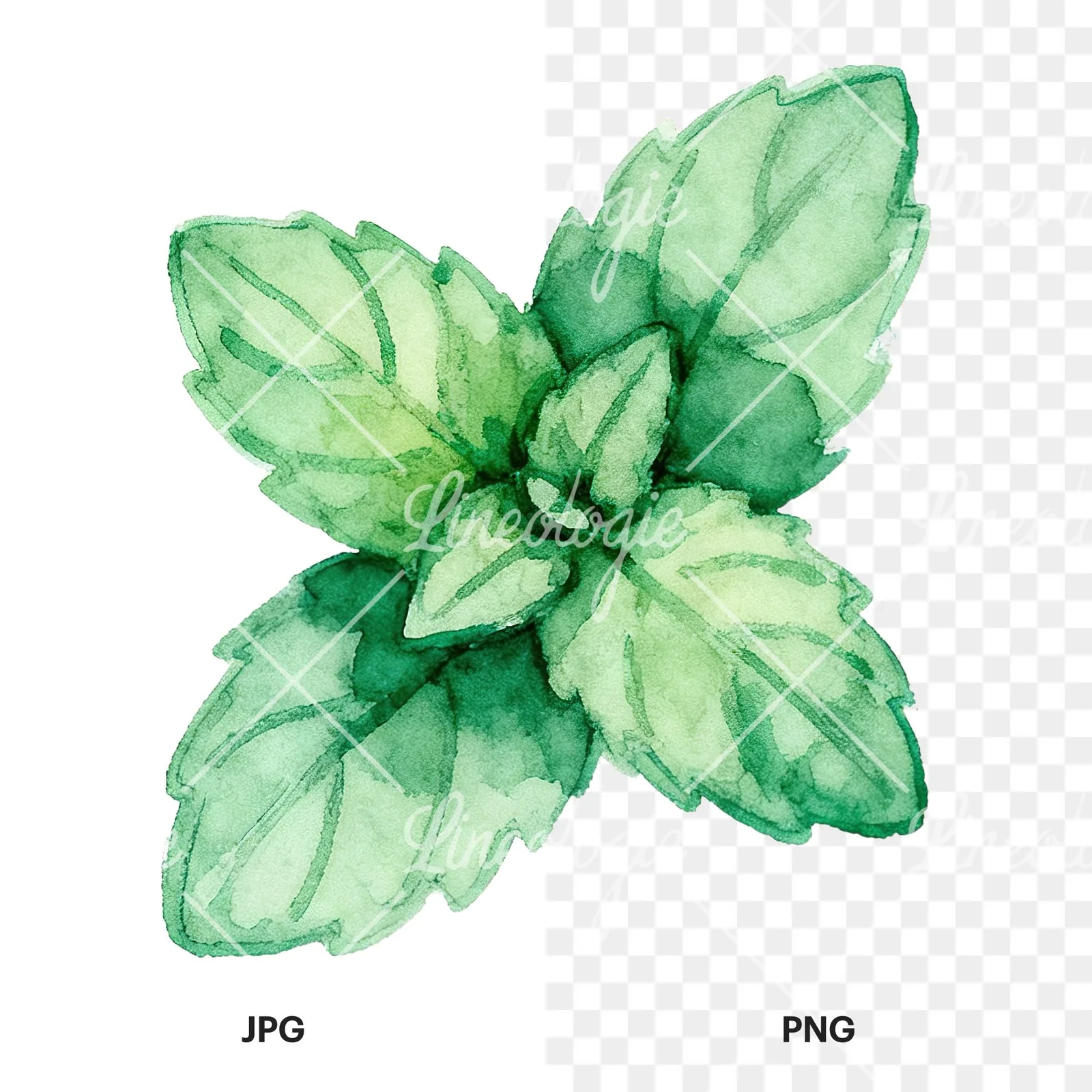Watercolor mint leaf sprig clipart 1 of 9, as a JPG on white and a transparent PNG