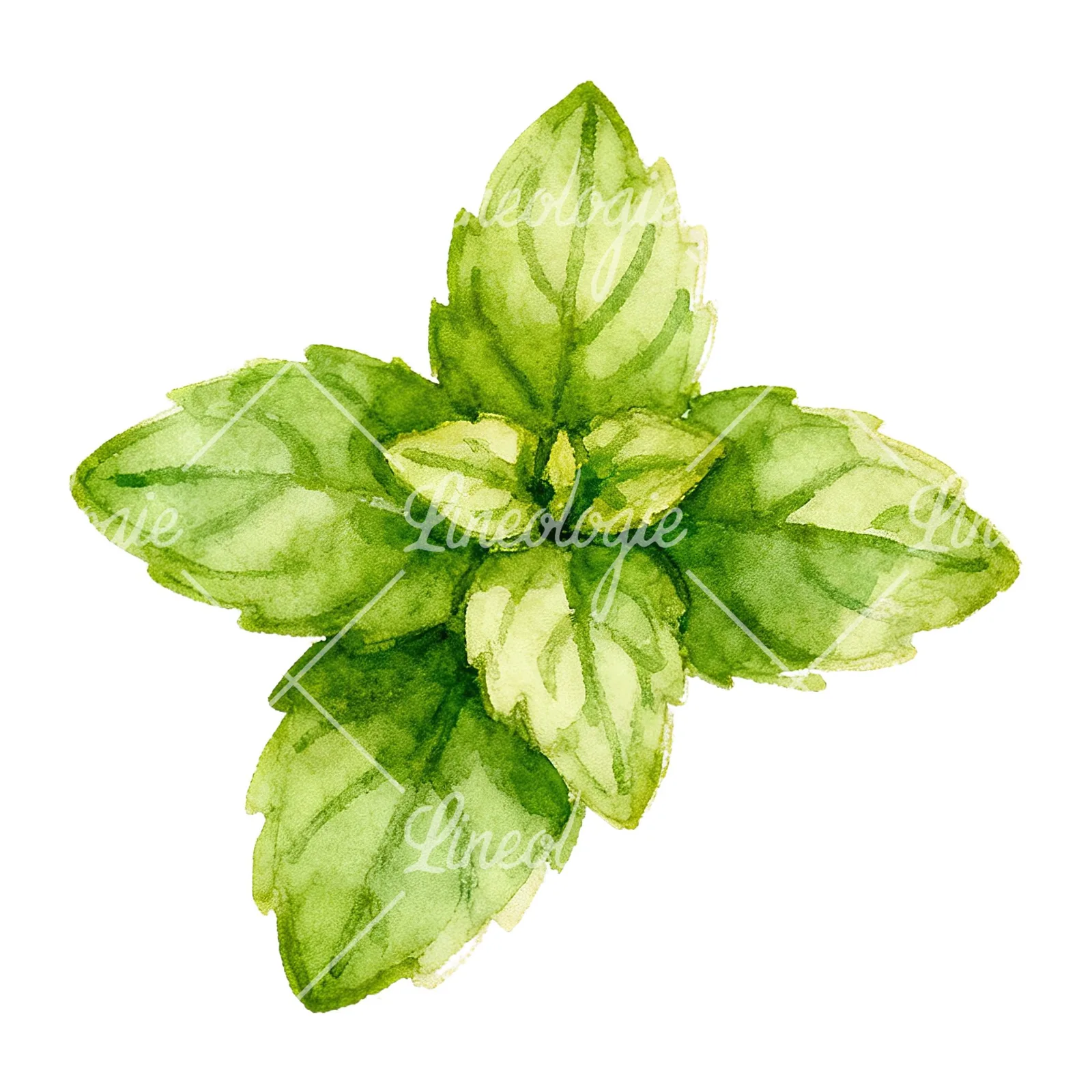 Watercolor mint leaf sprig clipart 2 of 9 on a white background (JPG)