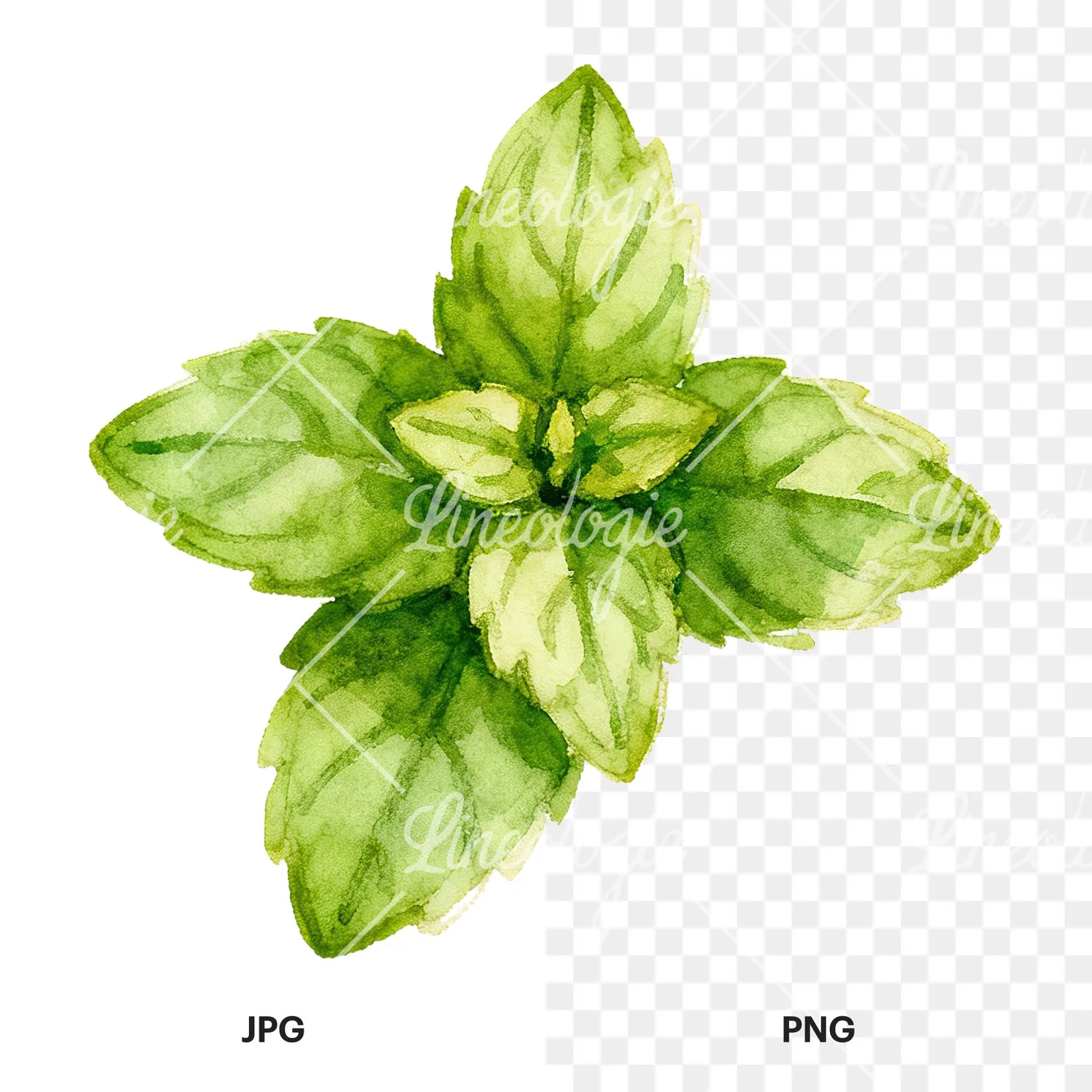 Watercolor mint leaf sprig clipart 2 of 9, as a JPG on white and a transparent PNG