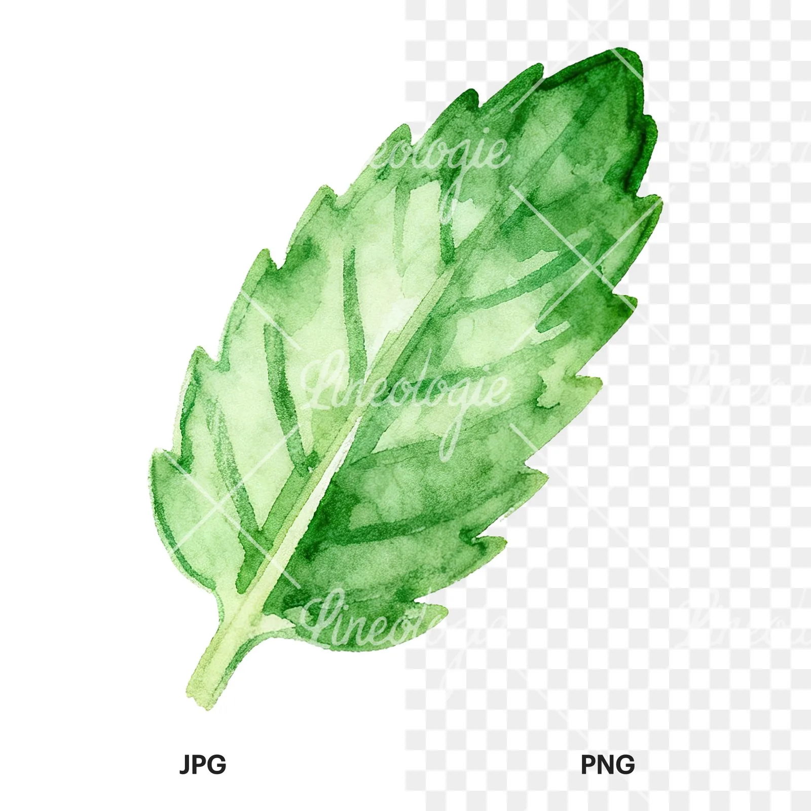 Watercolor mint leaf sprig clipart 3 of 9, as a JPG on white and a transparent PNG