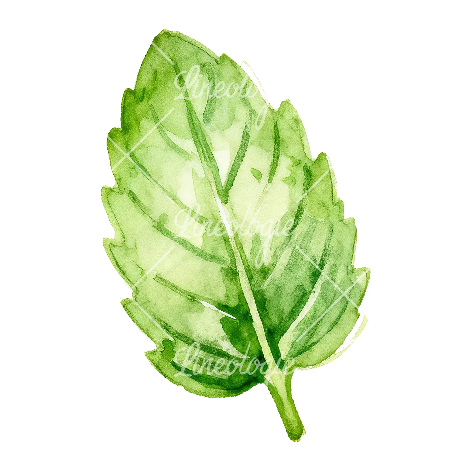 Watercolor mint leaf sprig clipart 4 of 9 on a white background (JPG)