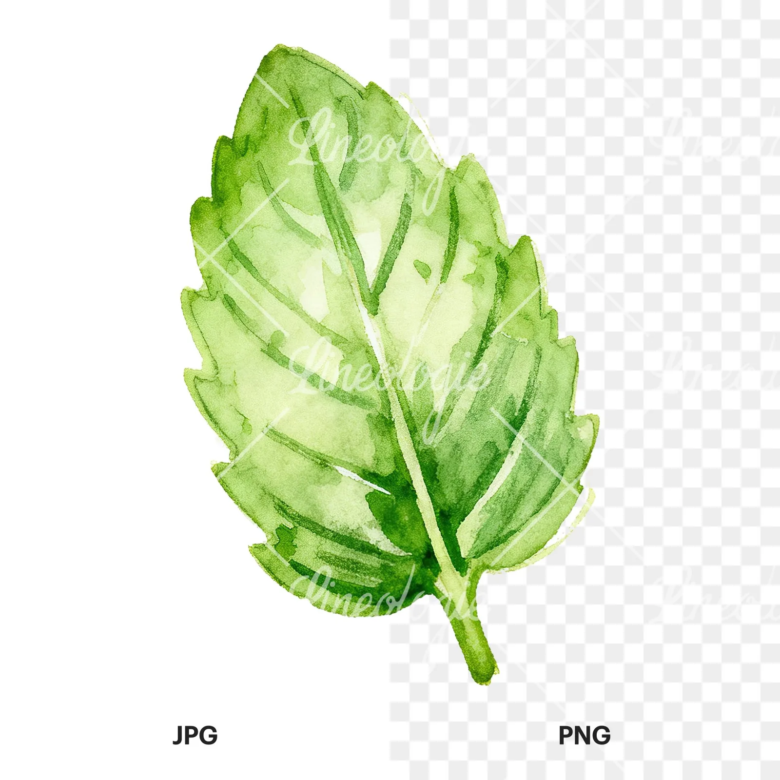 Watercolor mint leaf sprig clipart 4 of 9, as a JPG on white and a transparent PNG