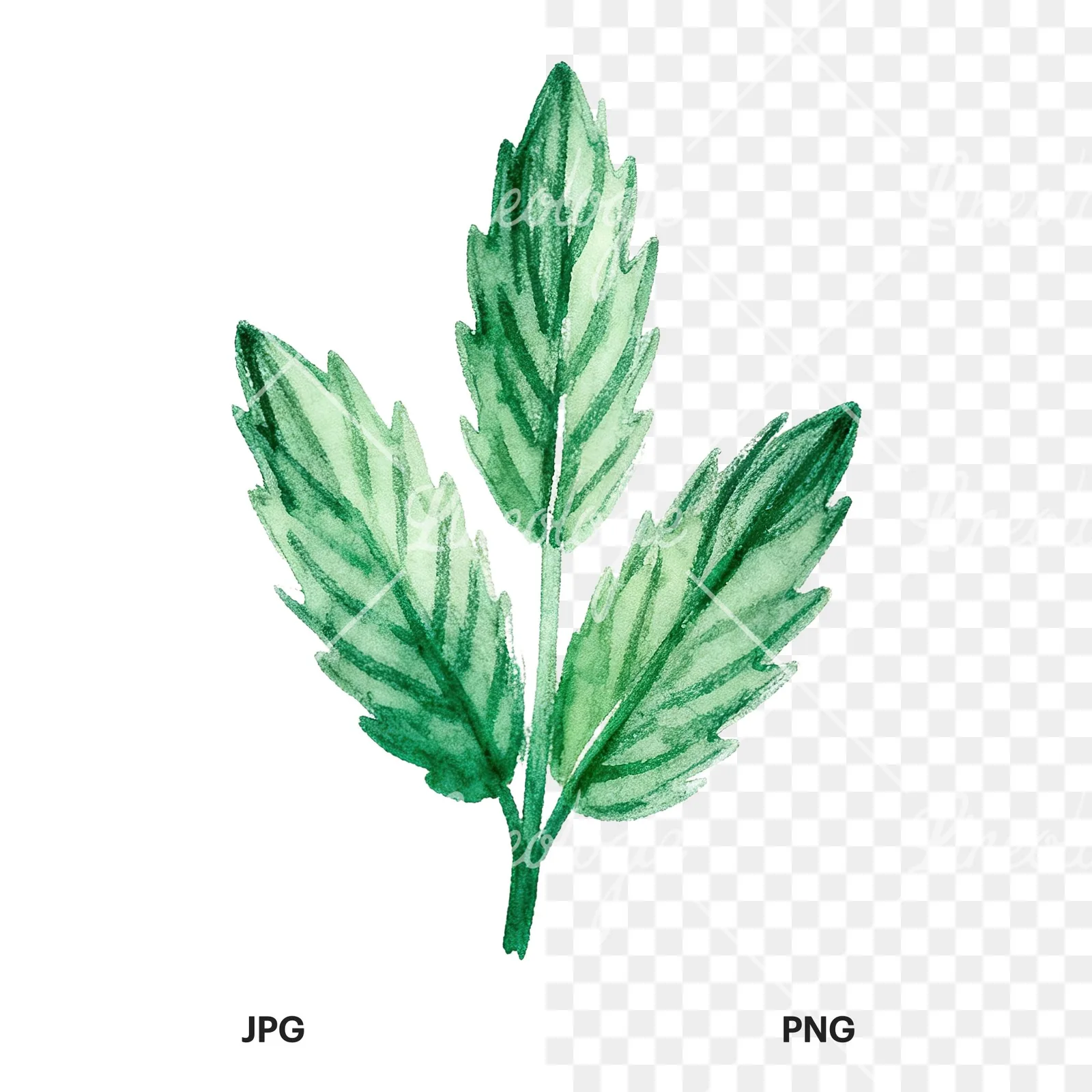 Watercolor mint leaf sprig clipart 5 of 9, as a JPG on white and a transparent PNG