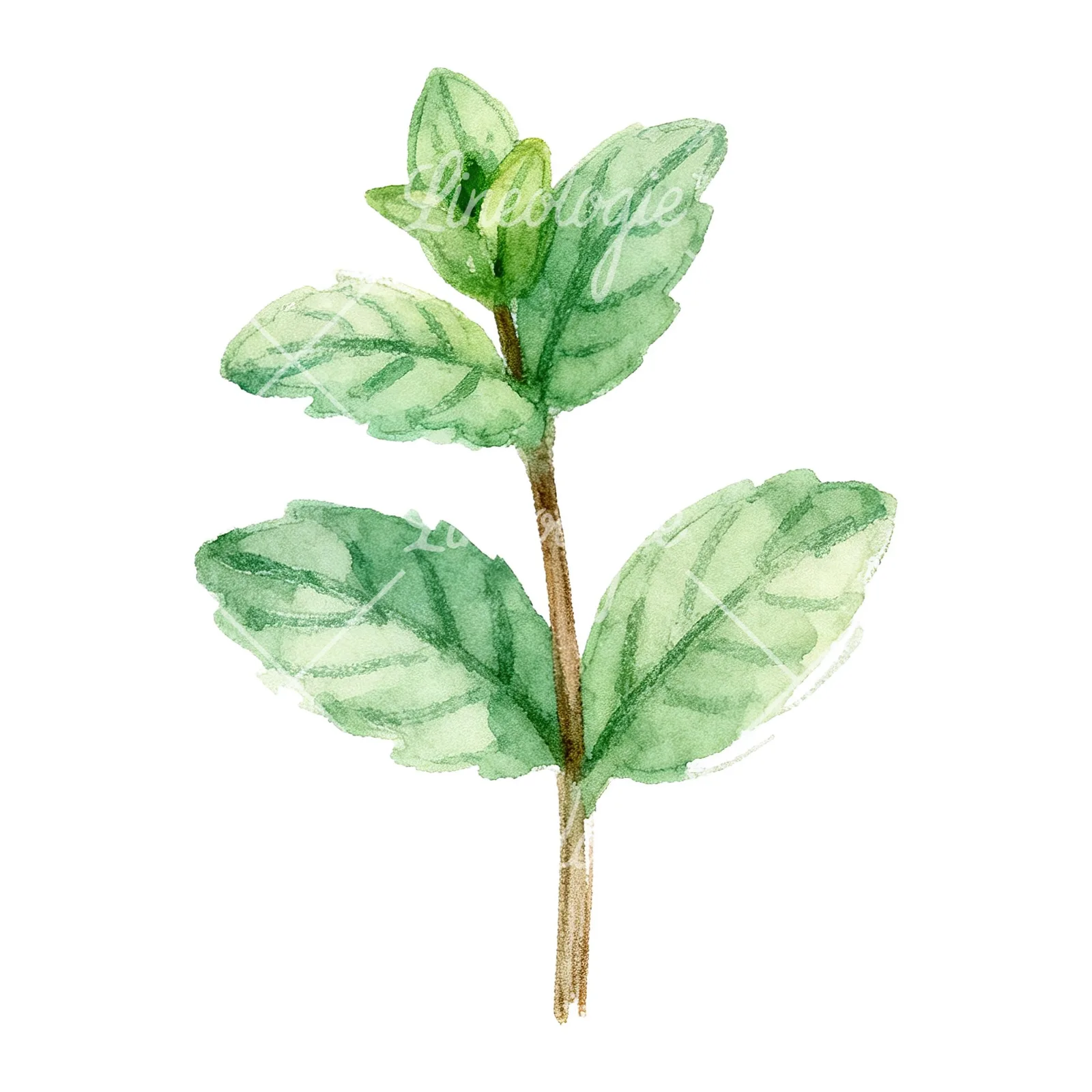 Watercolor mint leaf sprig clipart 6 of 9 on a white background (JPG)