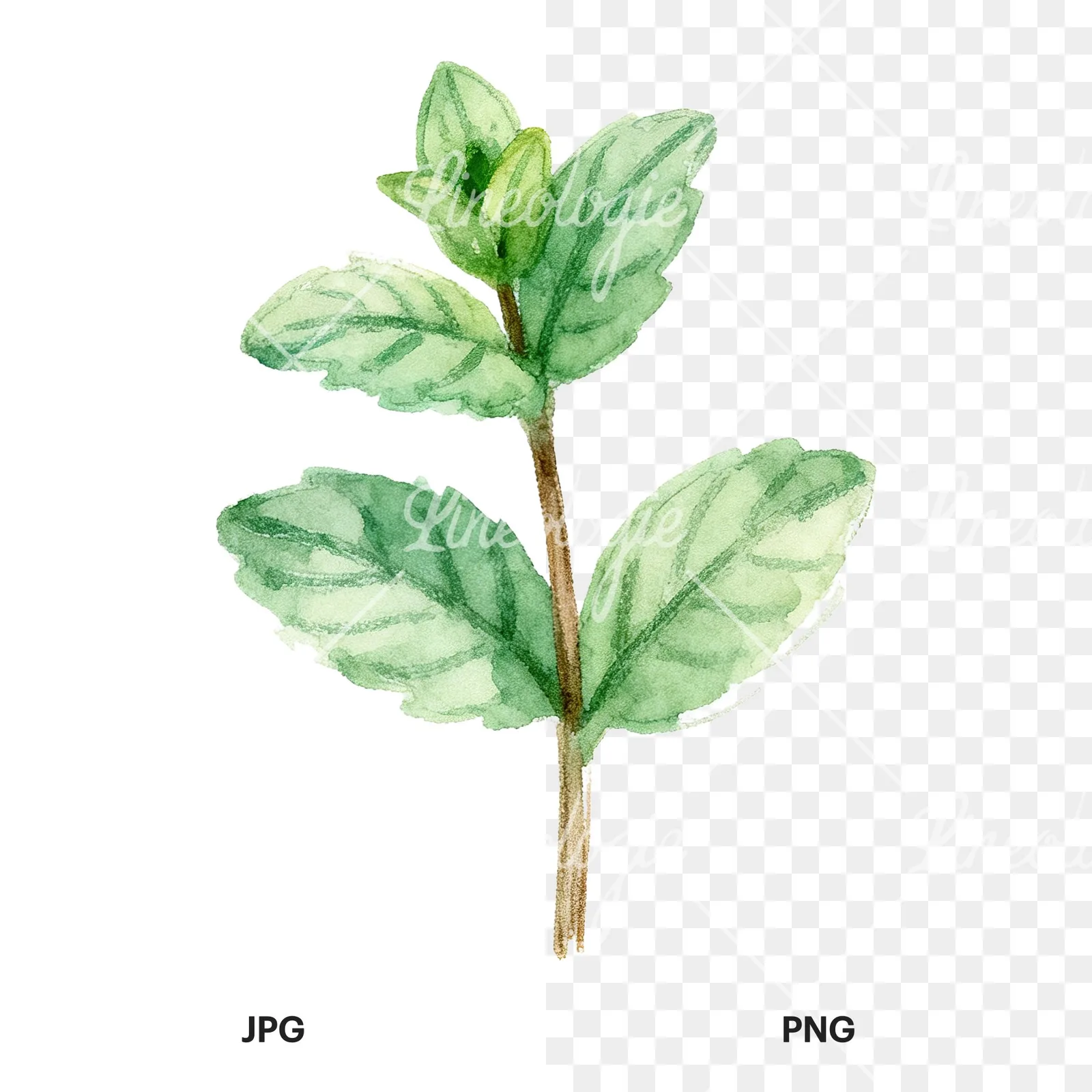 Watercolor mint leaf sprig clipart 6 of 9, as a JPG on white and a transparent PNG
