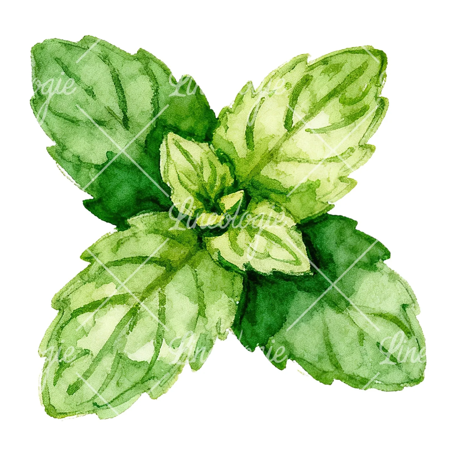Watercolor mint leaf sprig clipart 7 of 9 on a white background (JPG)